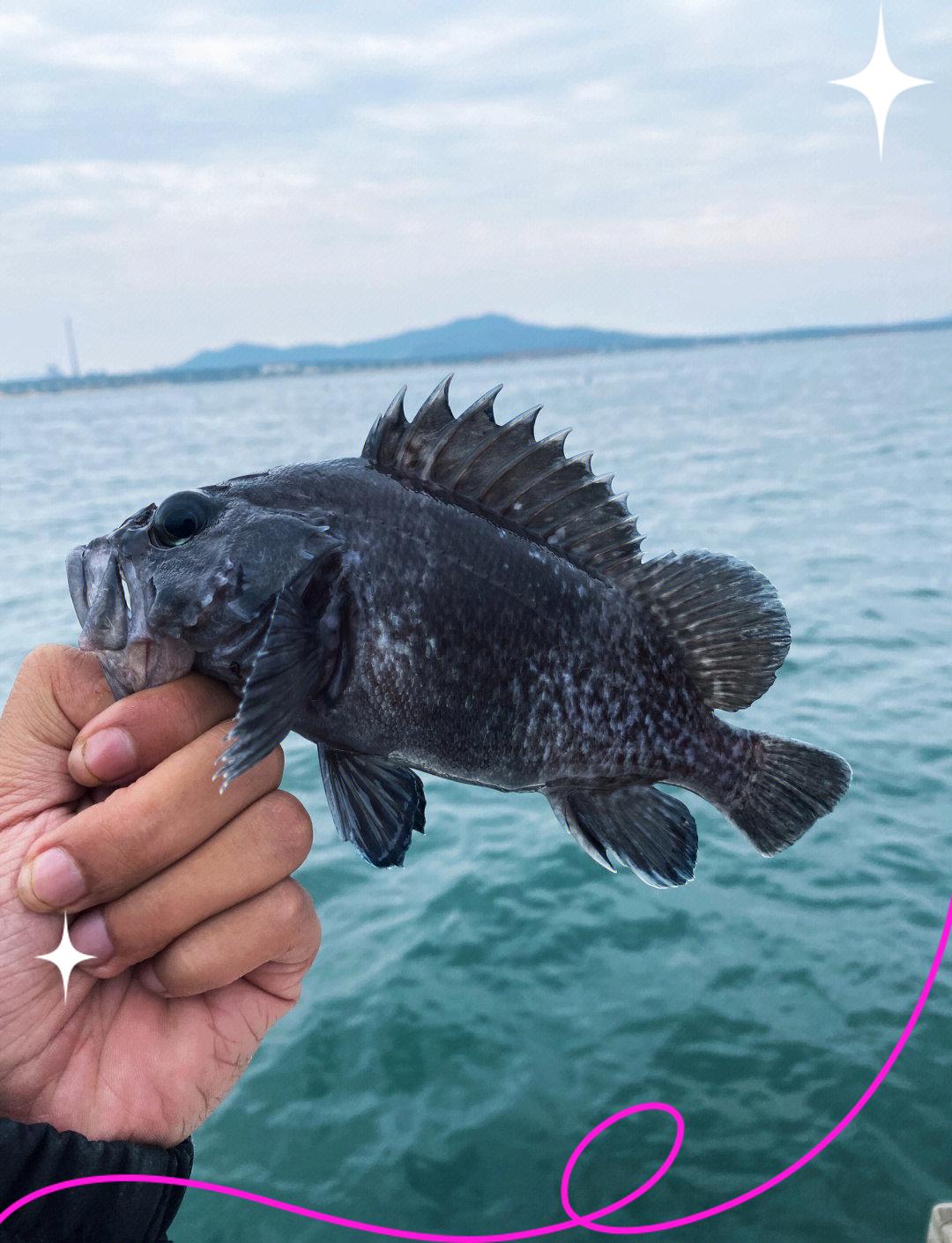 澳头海钓滑鱼(澳头海钓滑鱼怎么样)
