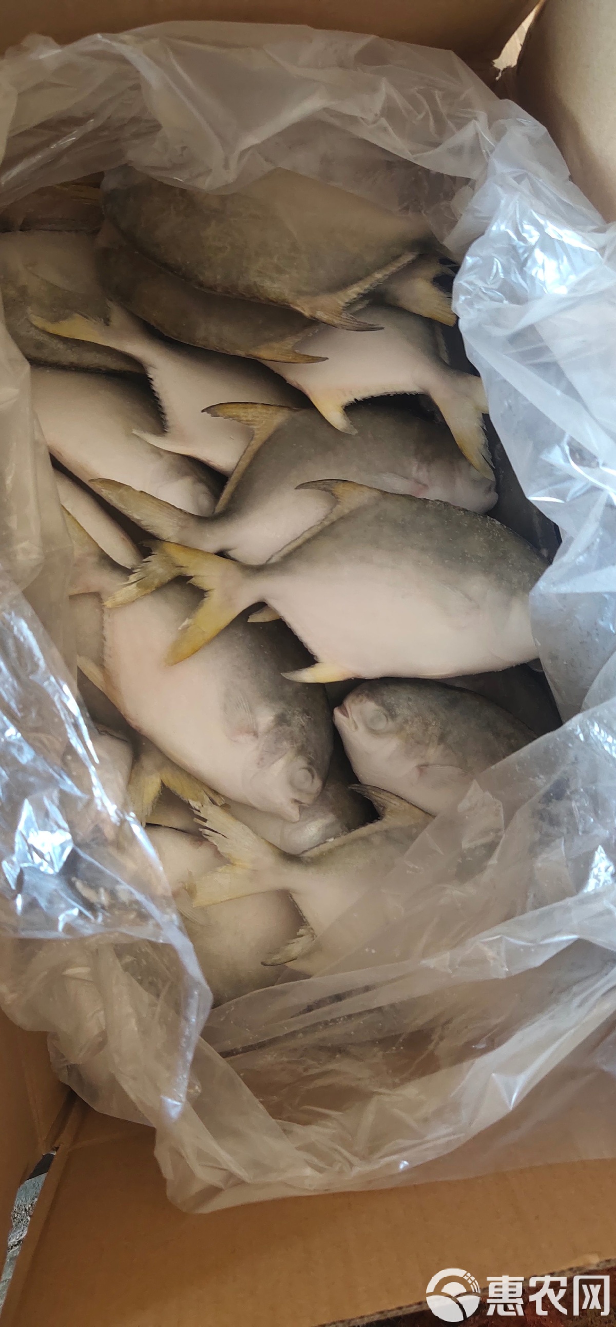 海钓金昌鱼视频(金鲳鱼的做法视频)