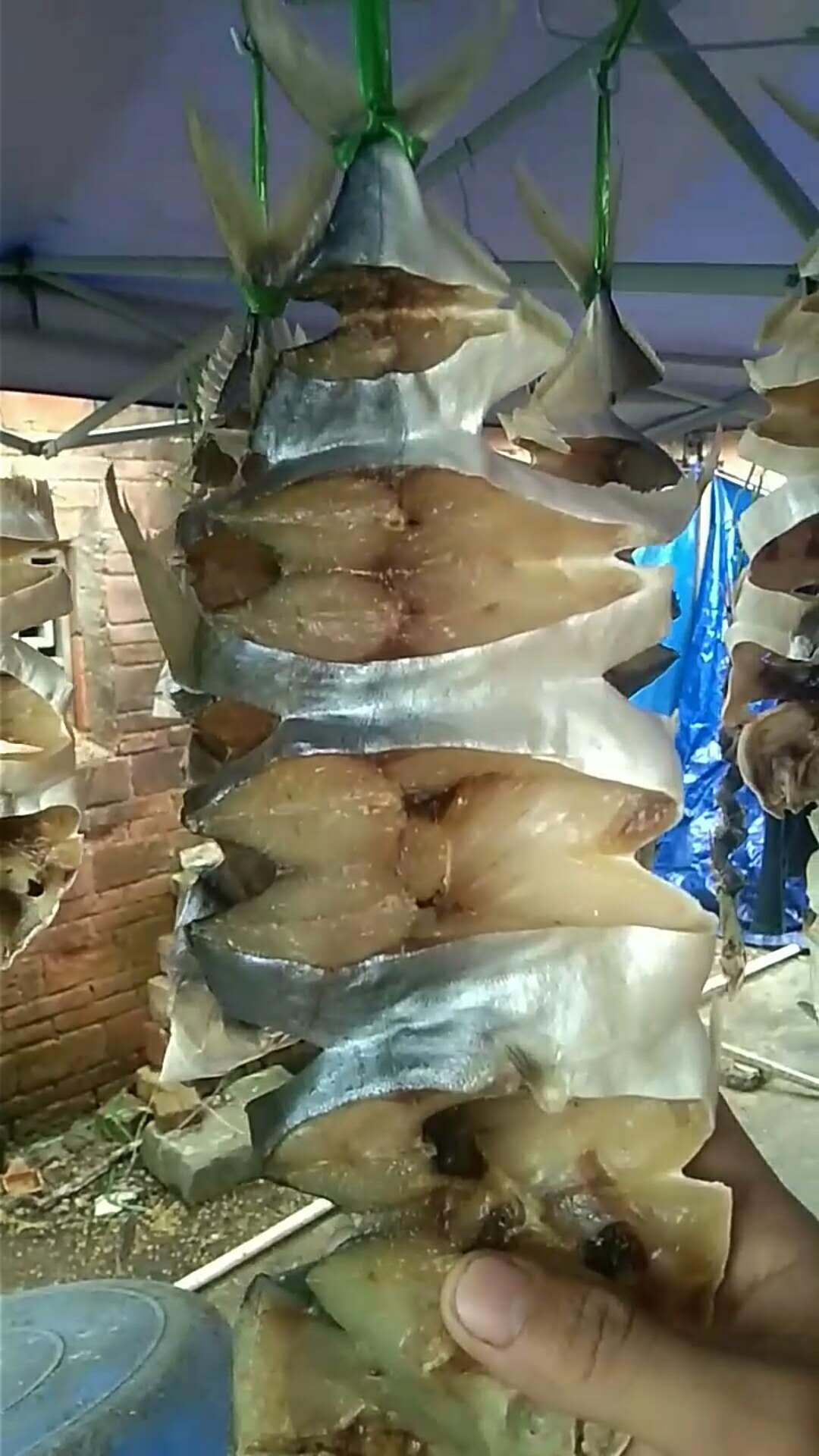 海钓金昌鱼视频(金鲳鱼的做法视频)