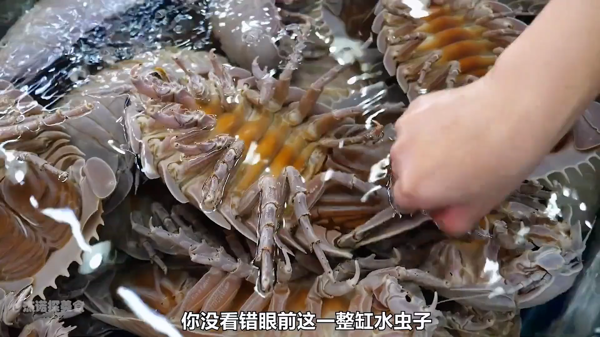 海蟑螂海钓(用海蟑螂钓鱼怎么钩视频)