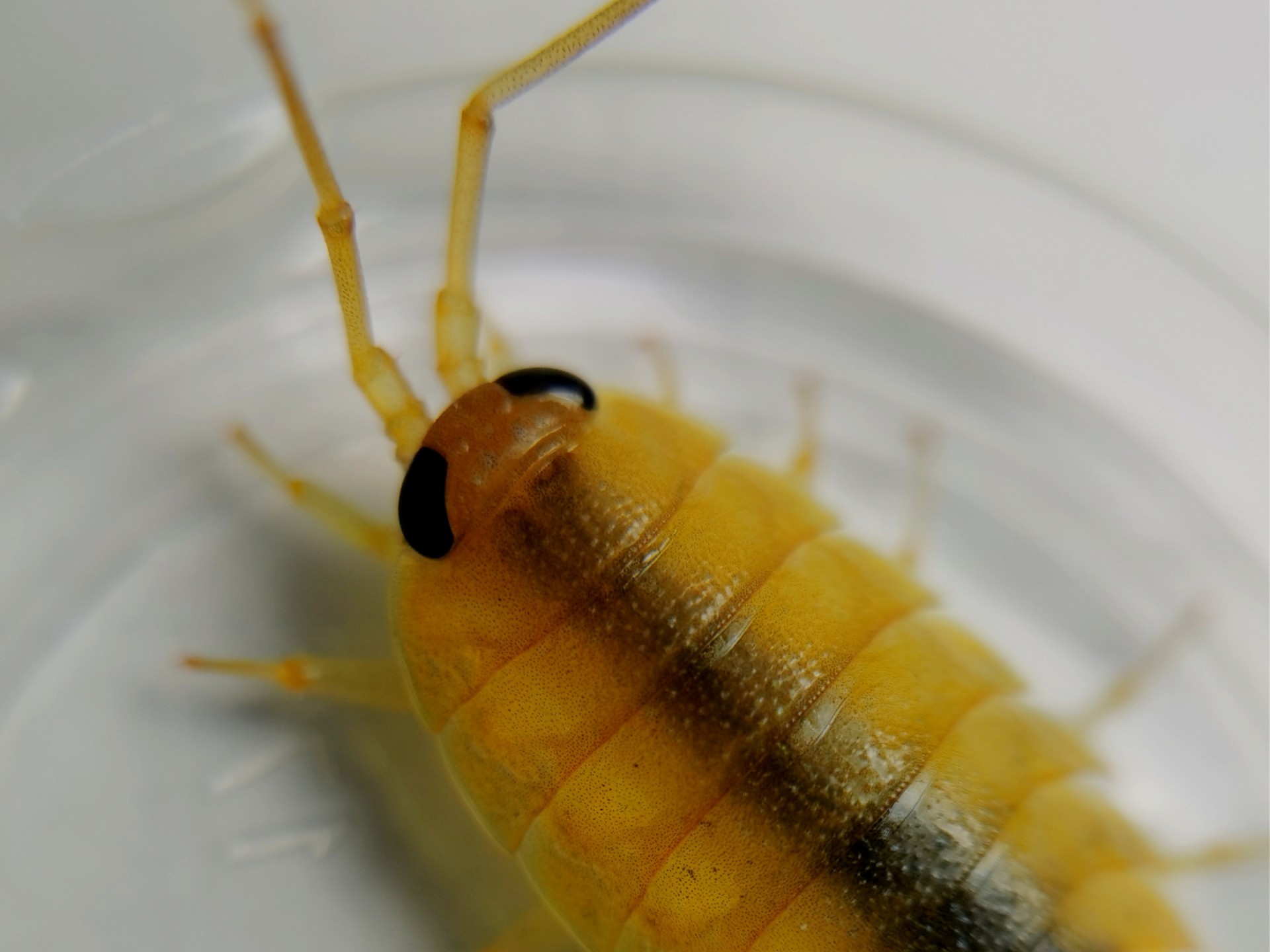 海蟑螂海钓(用海蟑螂钓鱼怎么钩视频)