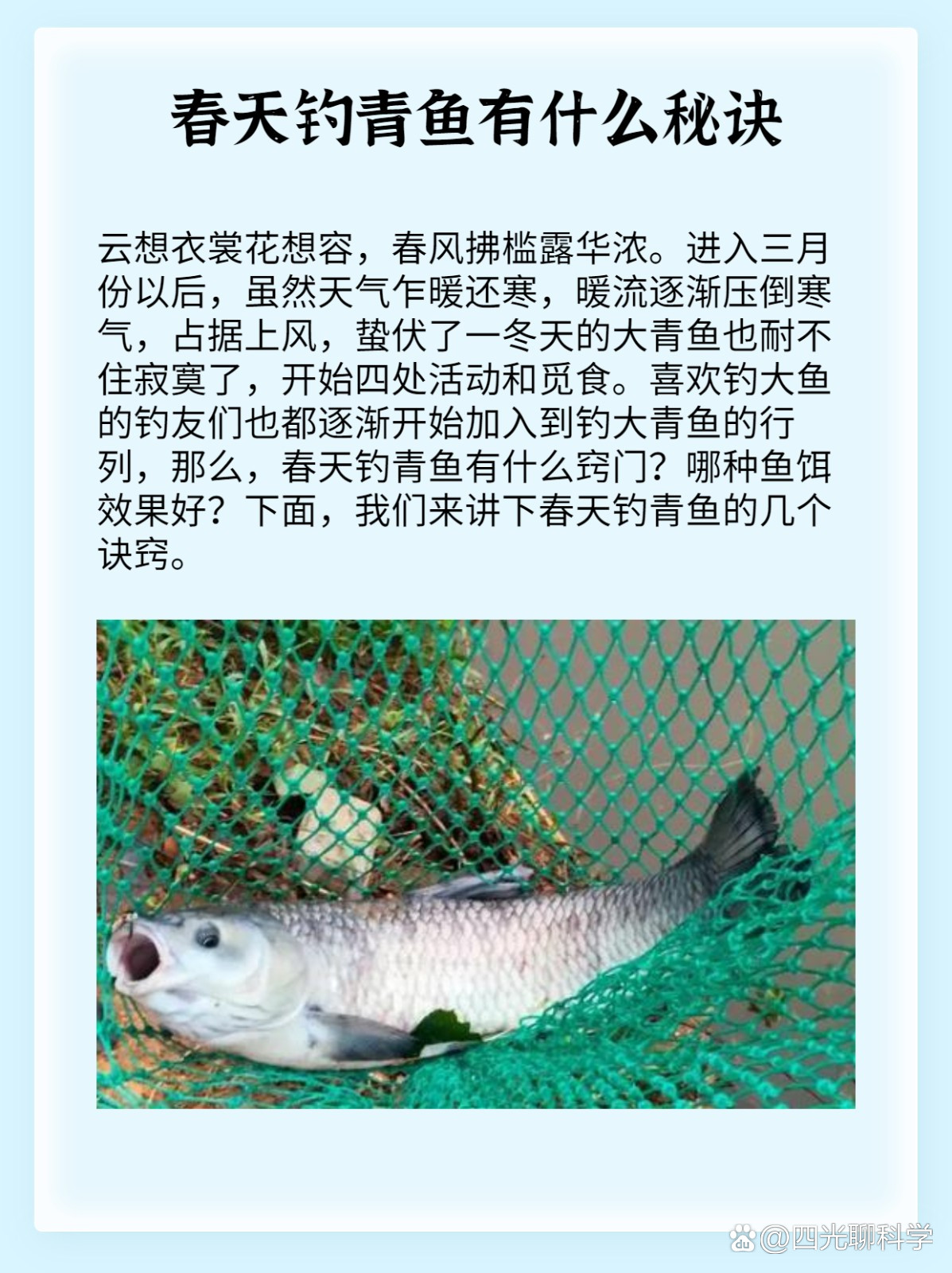 春季钓青鱼技巧视频(春季钓青鱼用什么饵料最好)