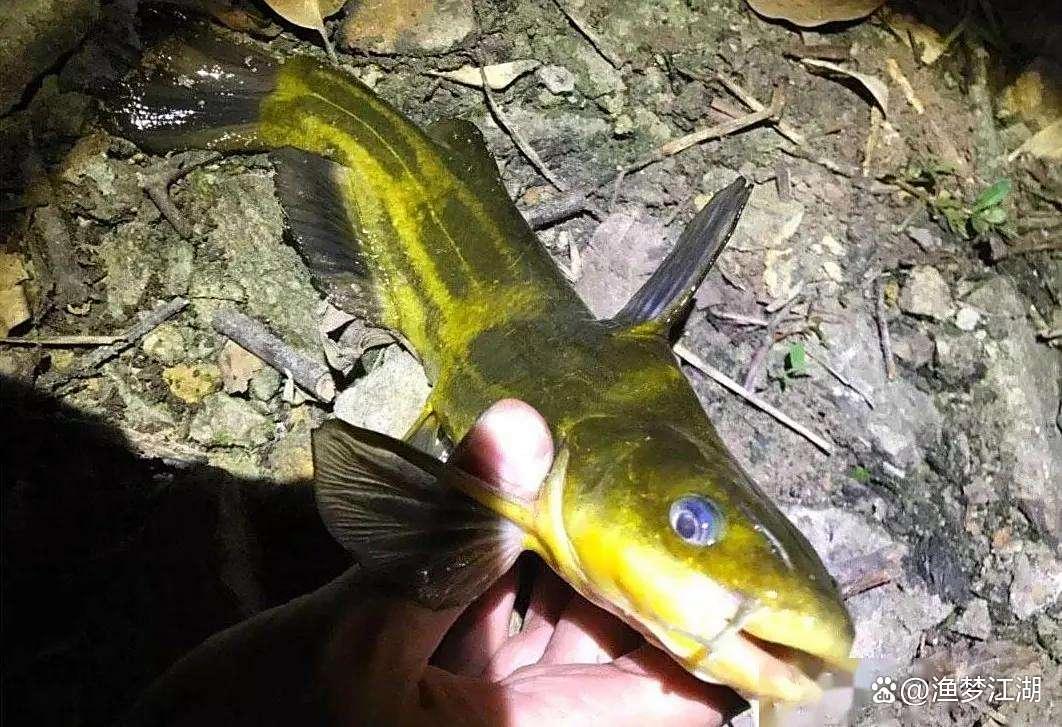 伐杆钓黄颡鱼技巧(钓黄颡鱼用什么杆子)