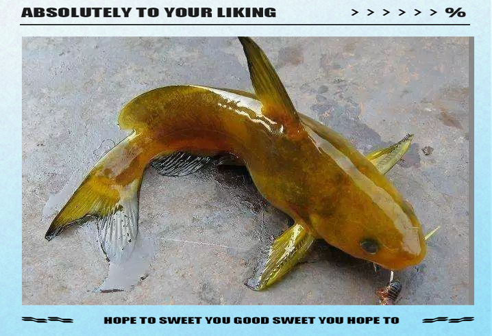 伐杆钓黄颡鱼技巧(钓黄颡鱼用什么杆子)