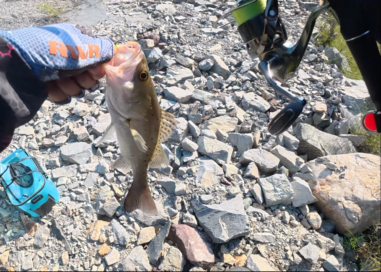 南海钓鲈鱼季节(海钓鲈鱼几月份开始)