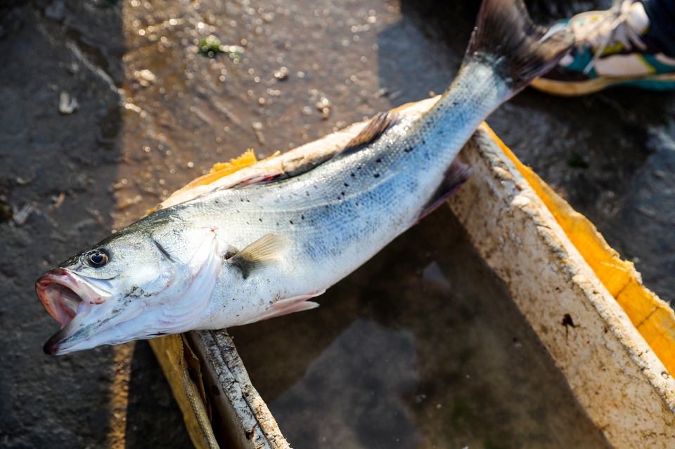 平湖乍浦海钓鲈鱼(乍浦和独山港哪个好)