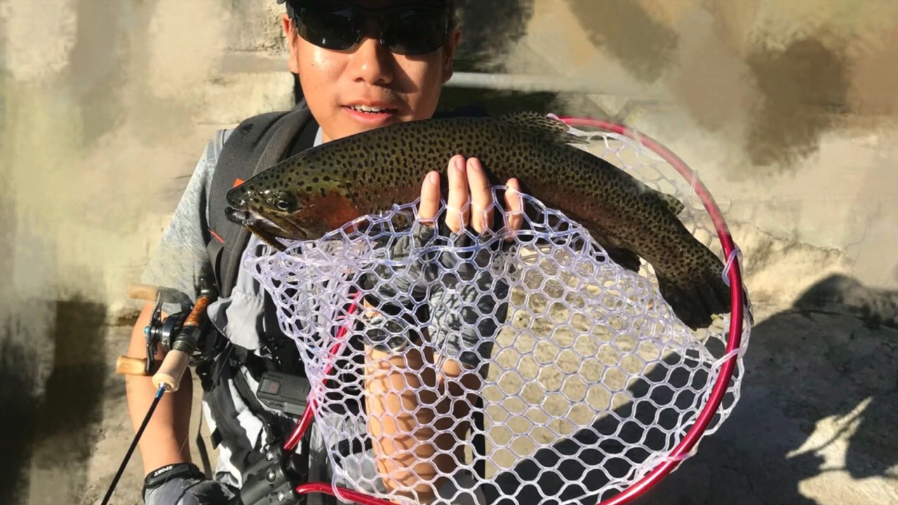 路亚虹樽鱼(路亚虹鳟鱼手法技巧)