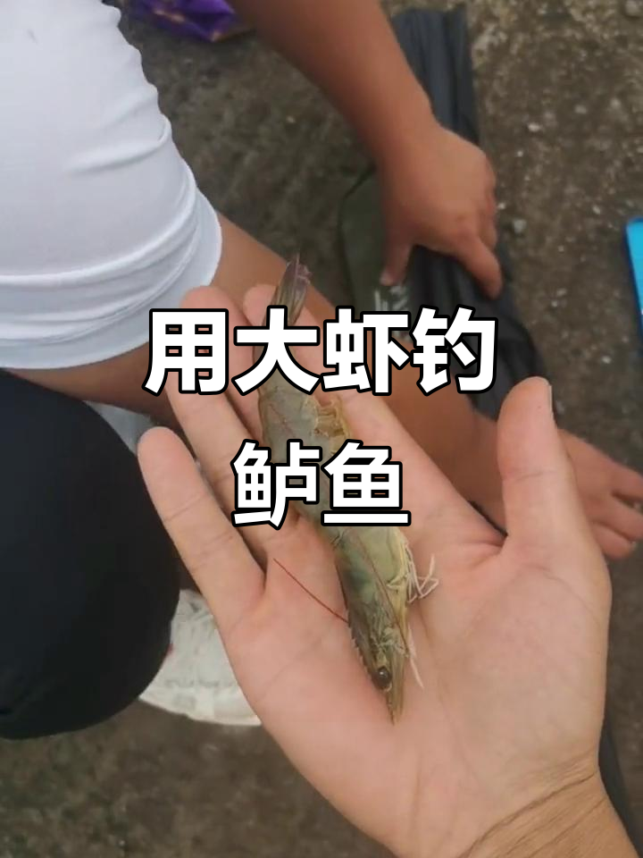 海钓鲈鱼怎么挂虾(海钓鲈鱼怎么挂虾图片)