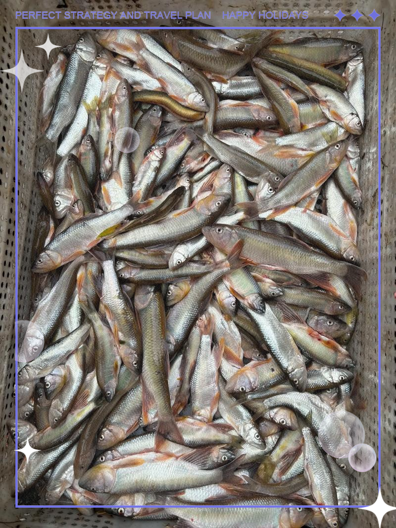 路亚马口鱼视频(路亚马口鱼用什么饵钓)