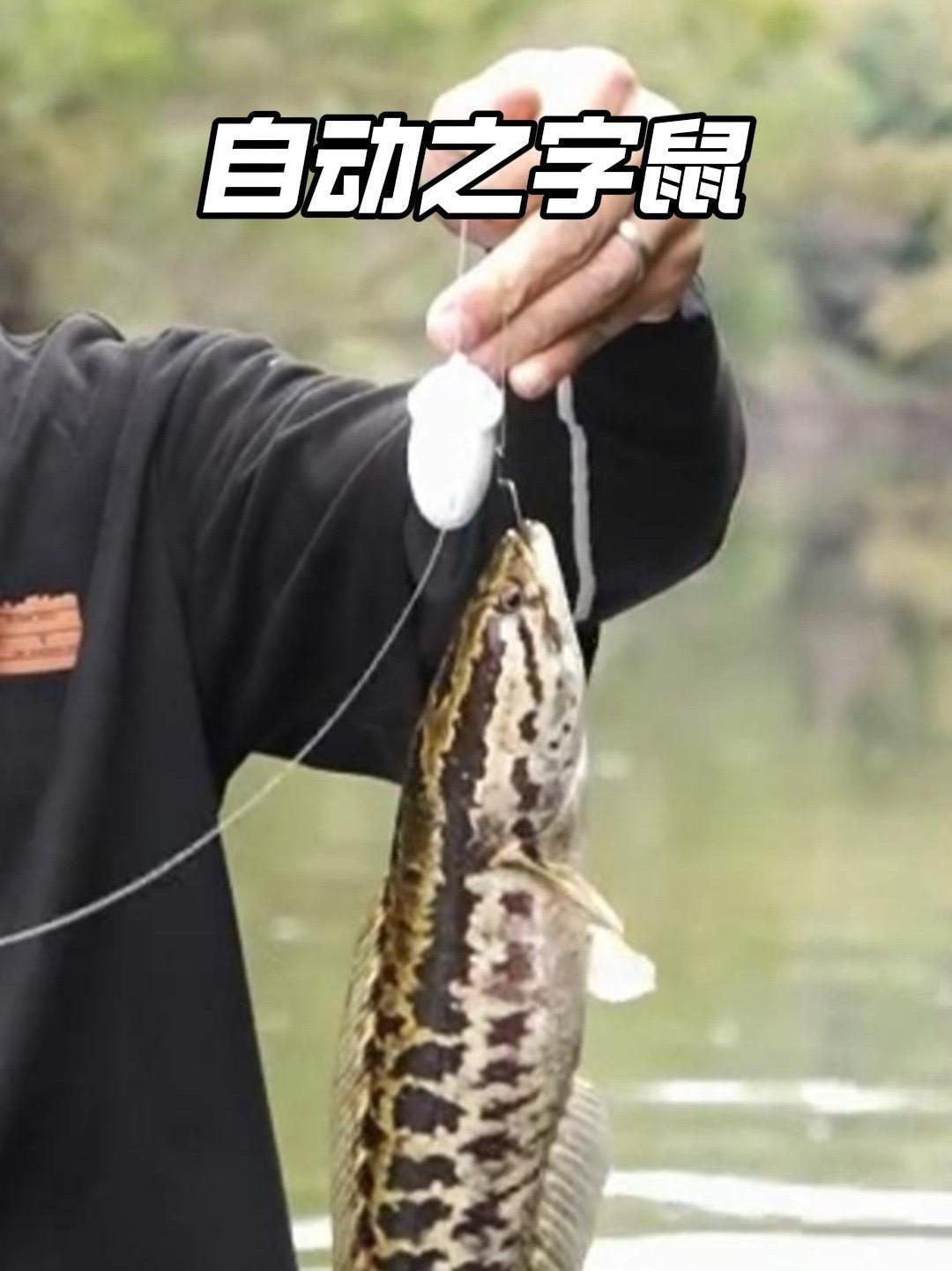 路亚黑鱼怎么绑饵(路亚钓黑鱼怎么绑钩)