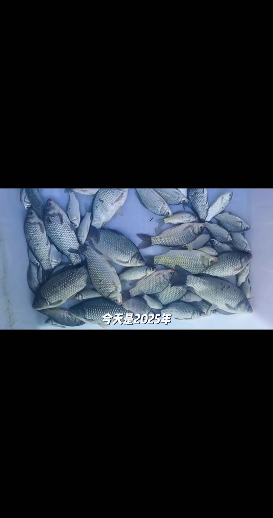 渔具店掉到鱼(2020年渔具店将大规模倒闭)