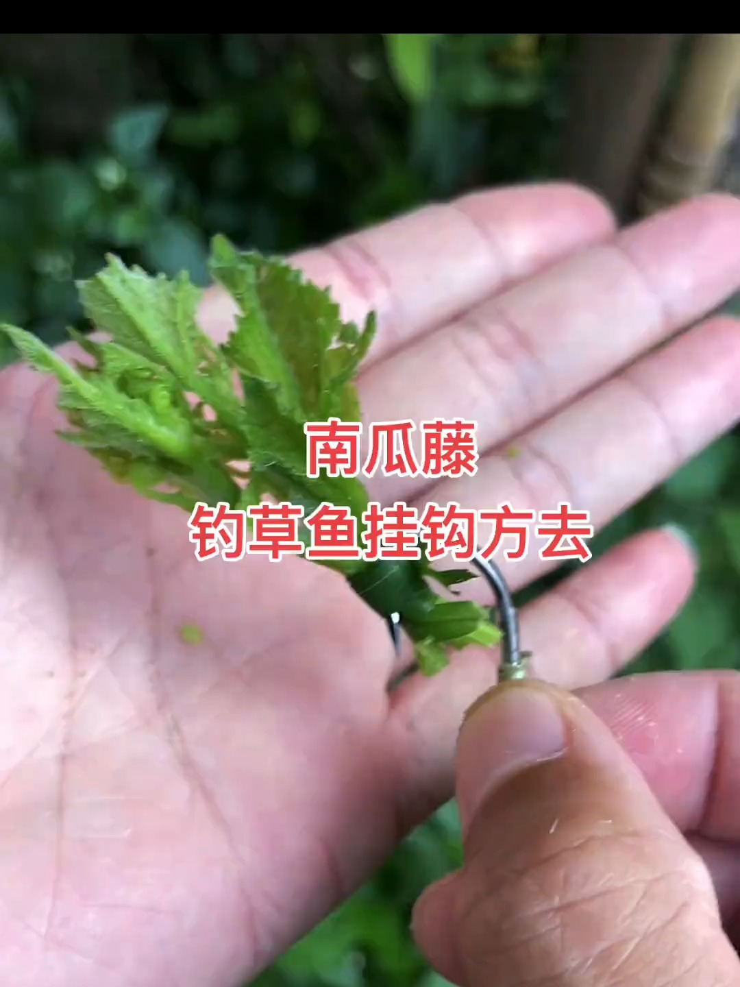 晚秋钓草鱼技巧(晚秋钓草鱼技巧图解)