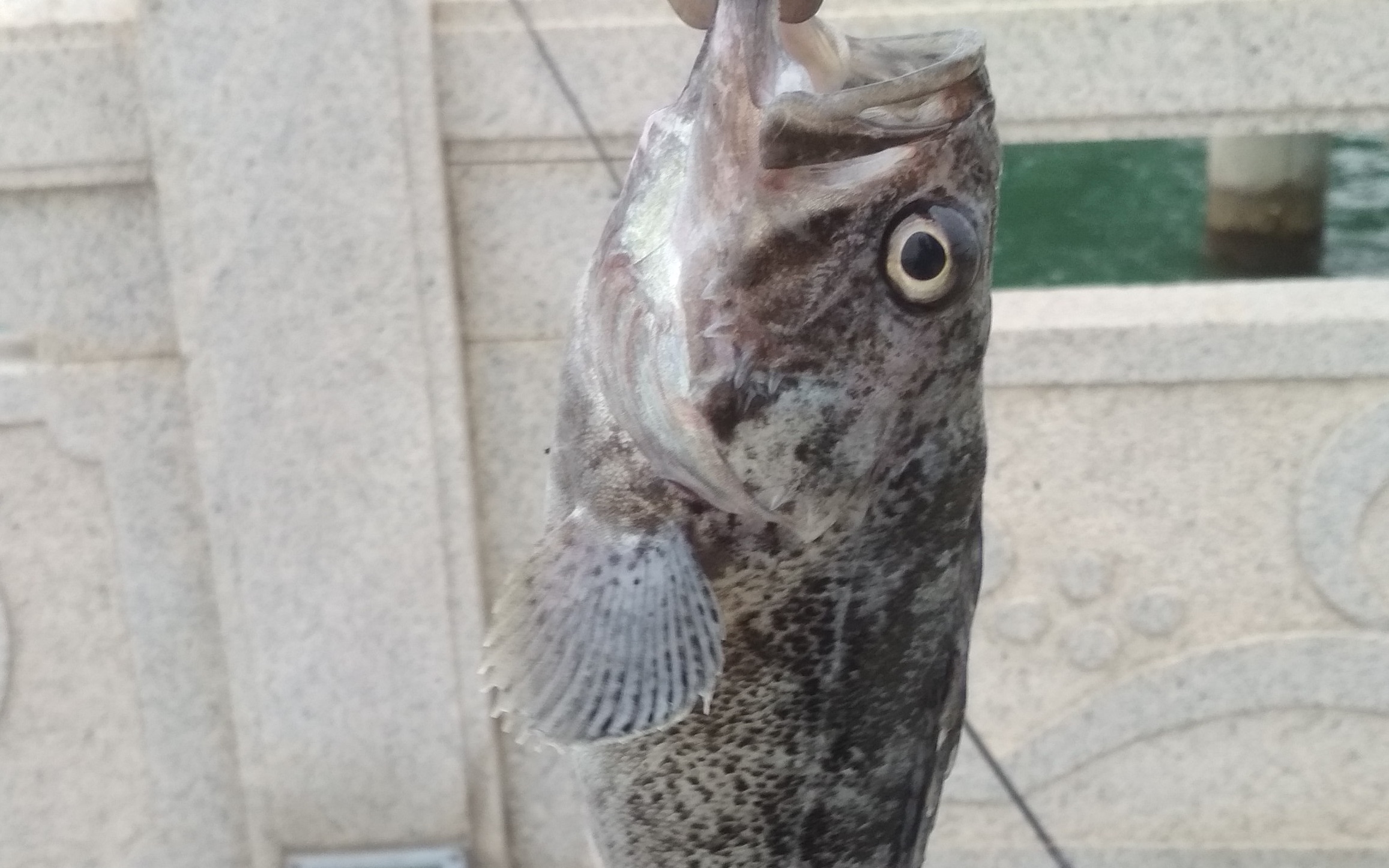 龙口春季路亚黑头(路亚钓黑头用什么饵最好)