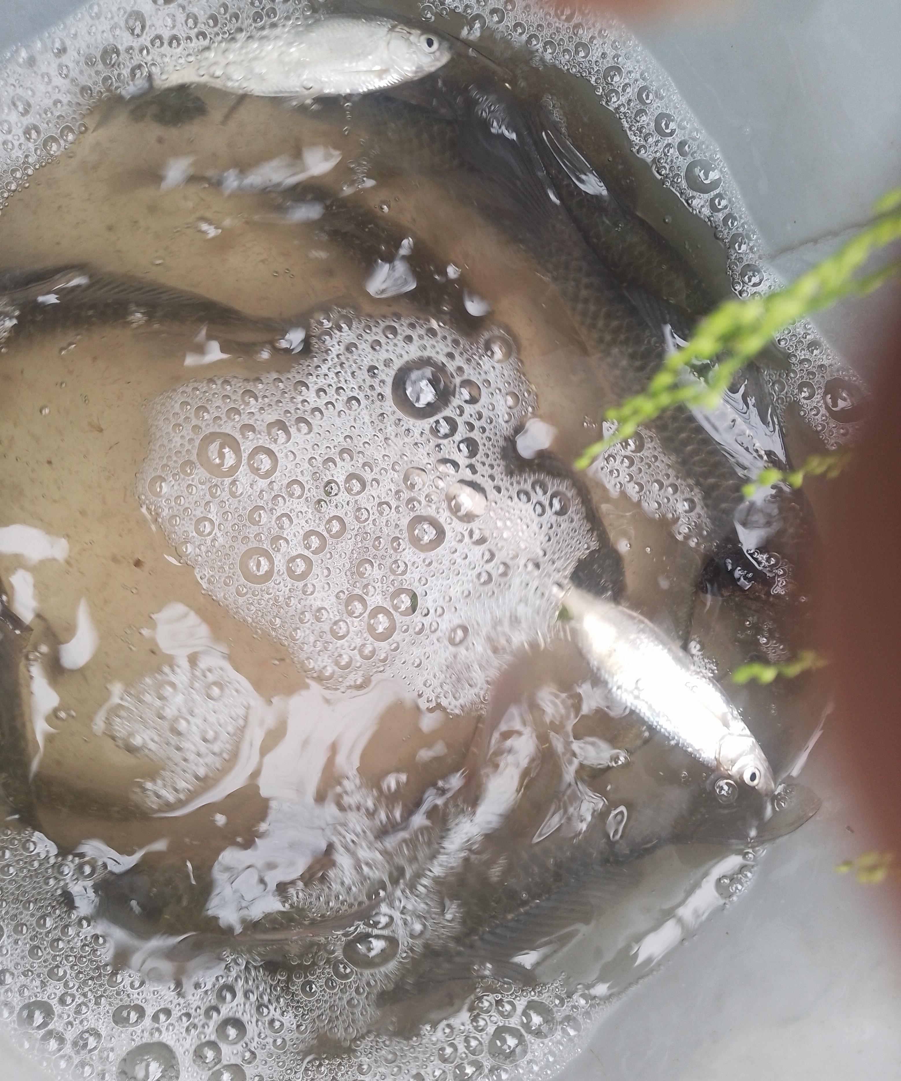 自制小白条饵料(自制小白条饵料视频)