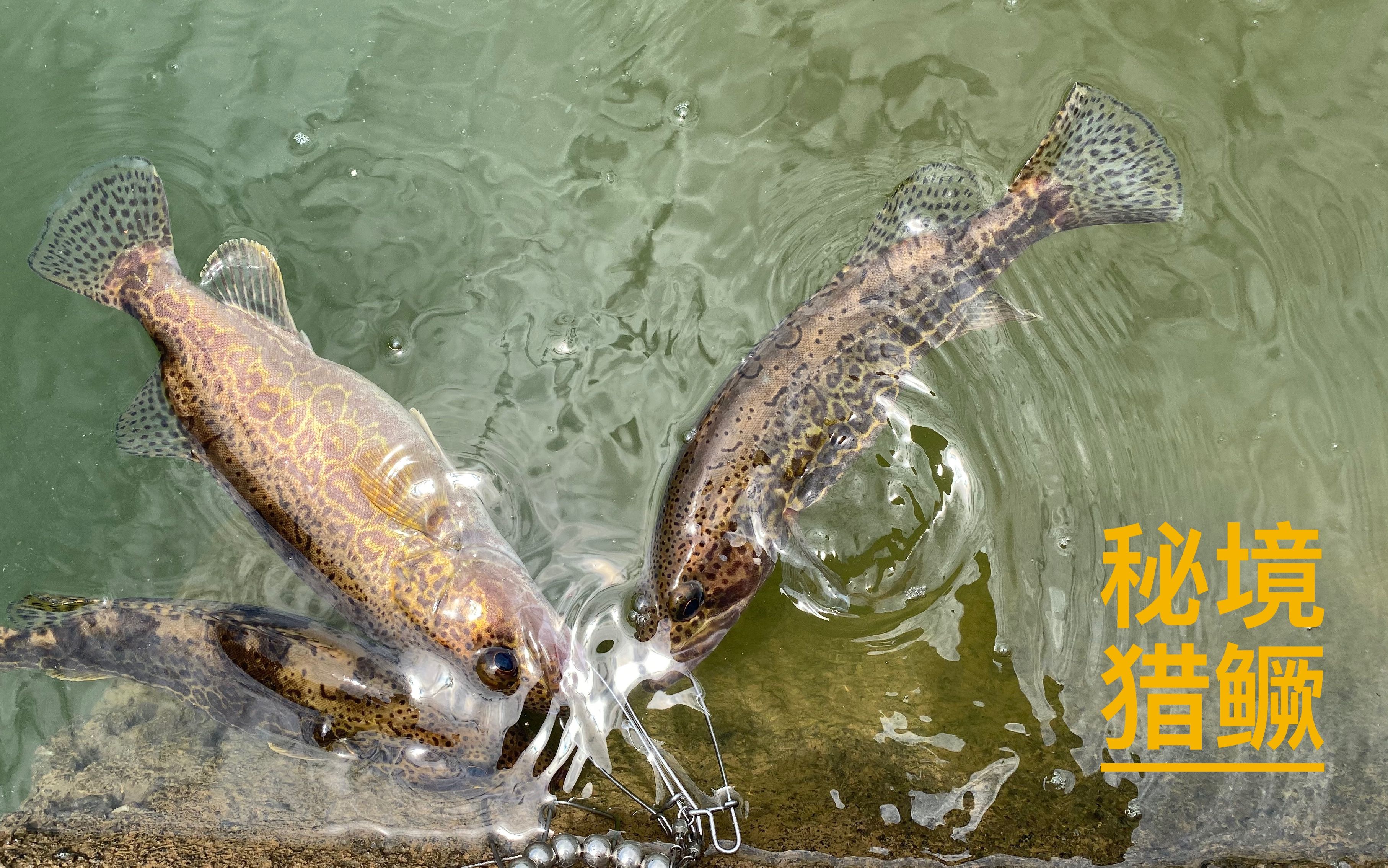 秋季水库路鳜鱼技巧(秋季路亚鳜鱼的标点选择)
