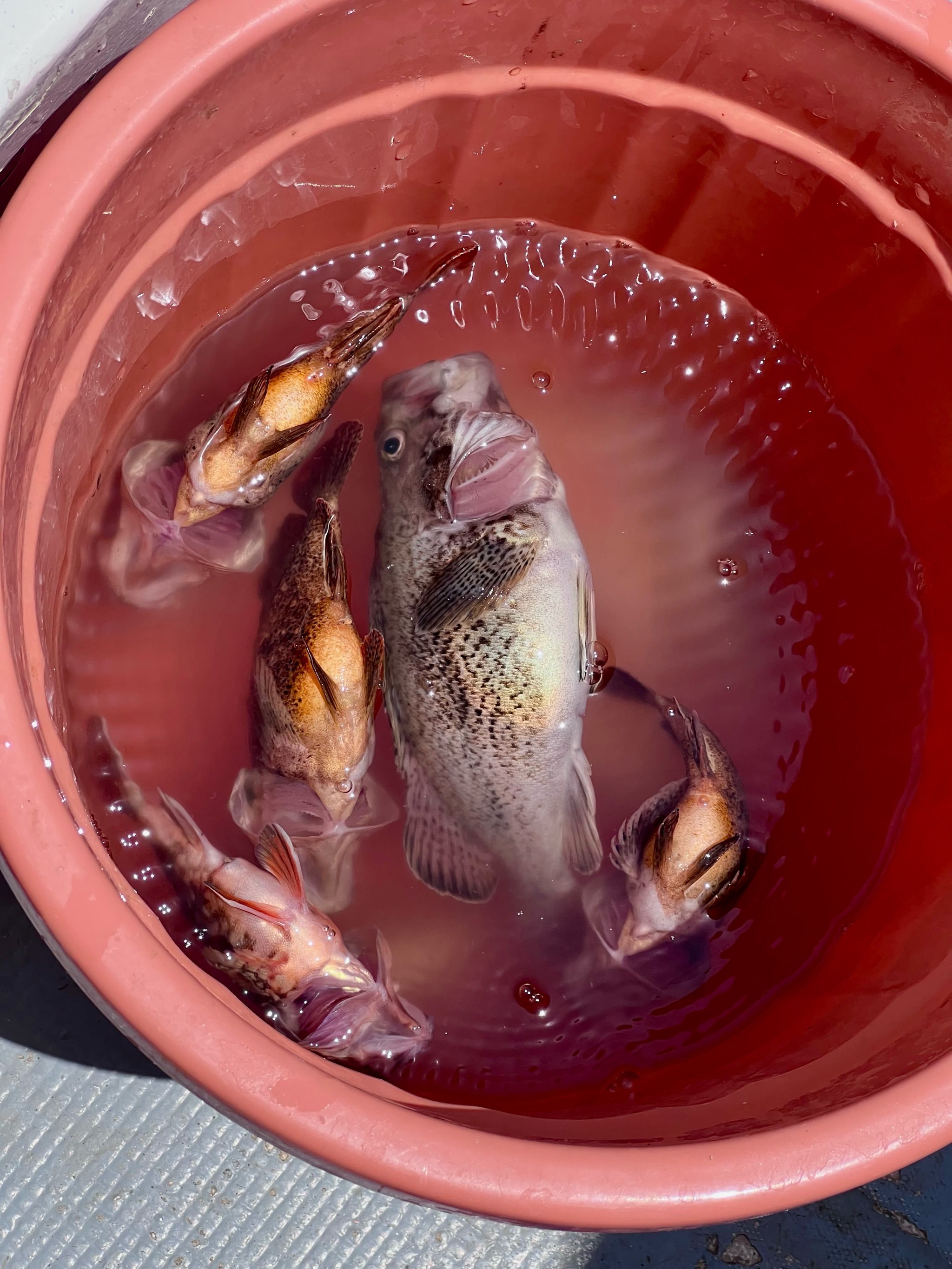 海钓小鱼闹(海钓小鱼视频)