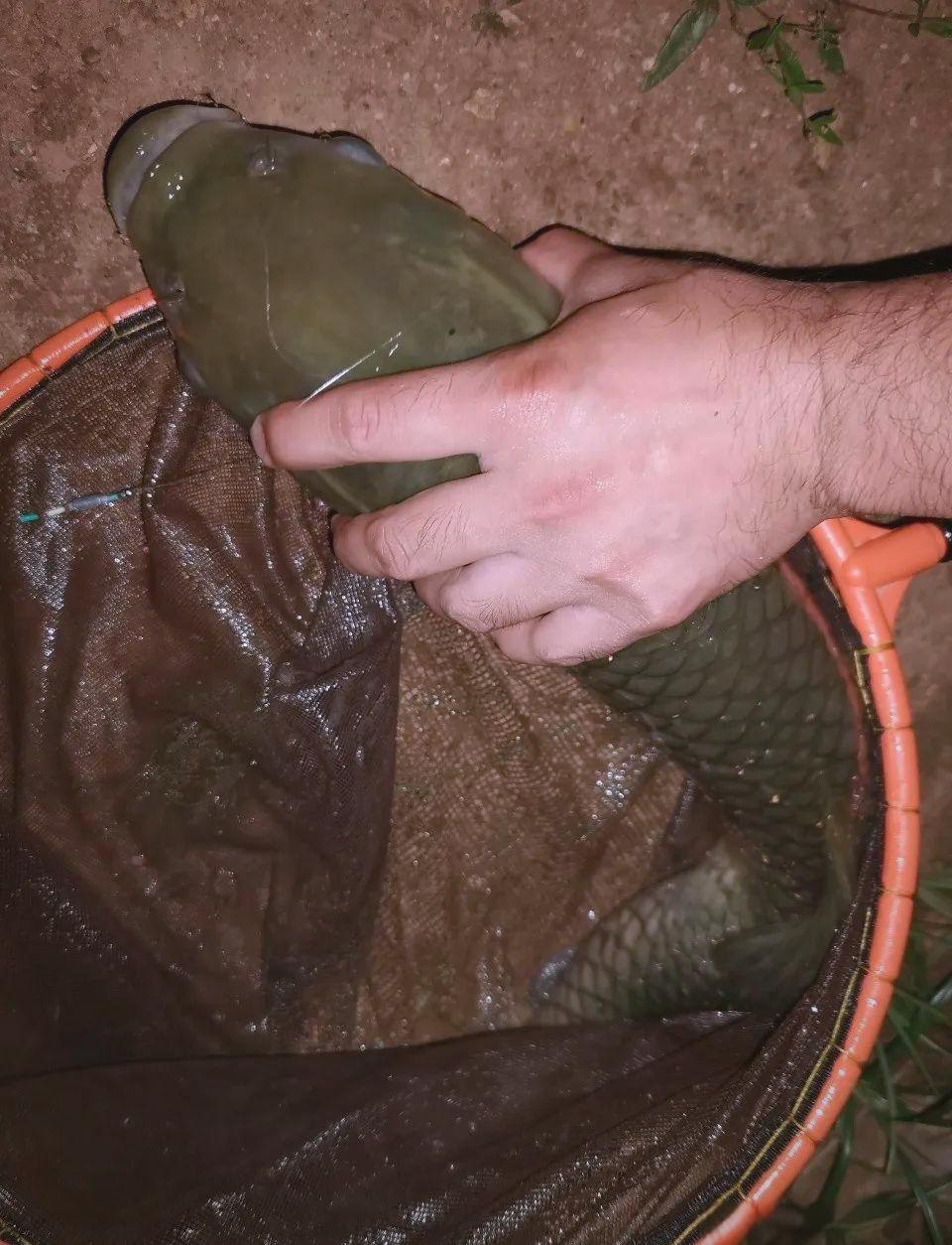 夜钓草鱼的饵料(夜钓草鱼的打窝和垂钓技巧)