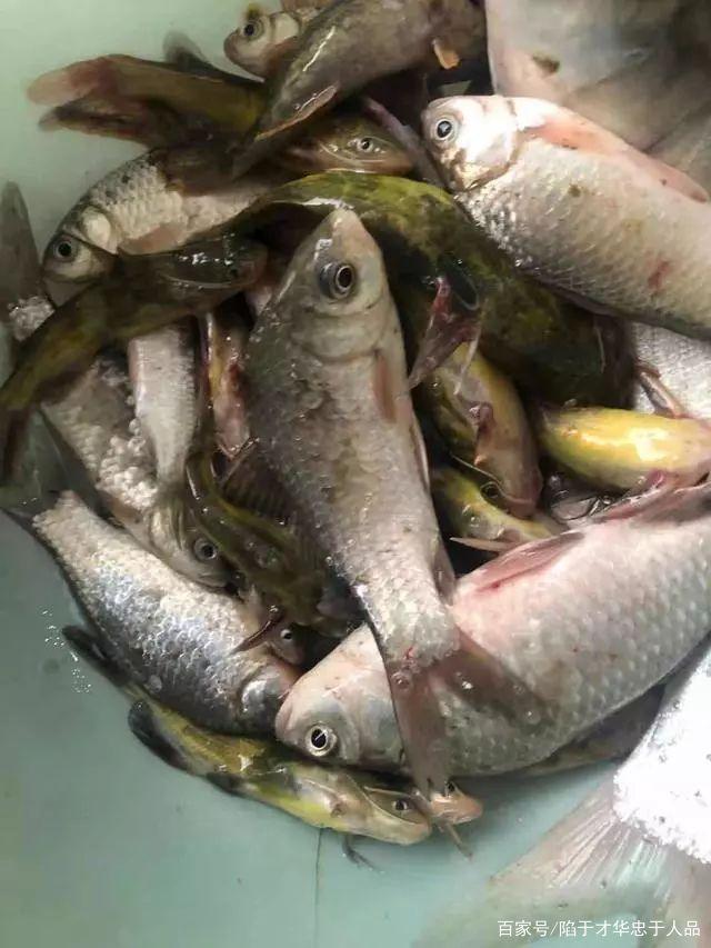 小崔饵料搭配口诀3(小崔钓鱼技巧大全视频教程) 小崔饵料搭配口诀3(小崔钓鱼技巧大全视频教程)