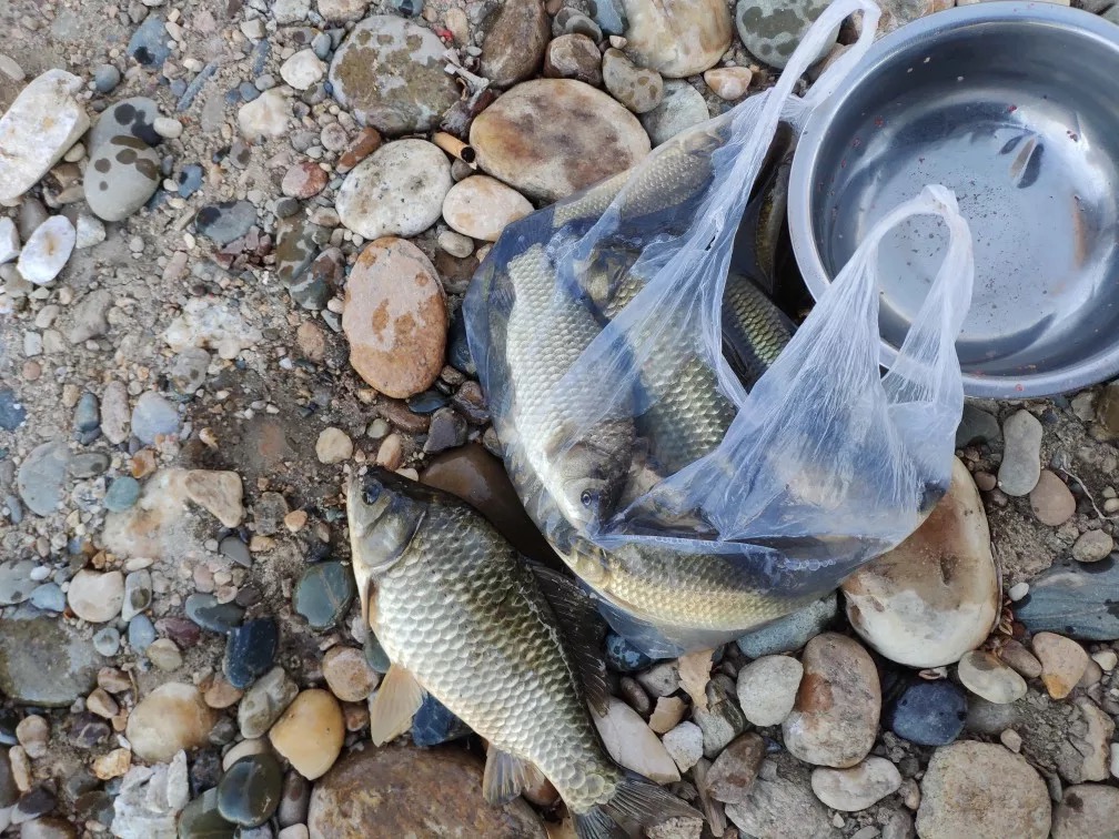 小崔饵料搭配口诀3(小崔钓鱼技巧大全视频教程) 小崔饵料搭配口诀3(小崔钓鱼技巧大全视频教程)