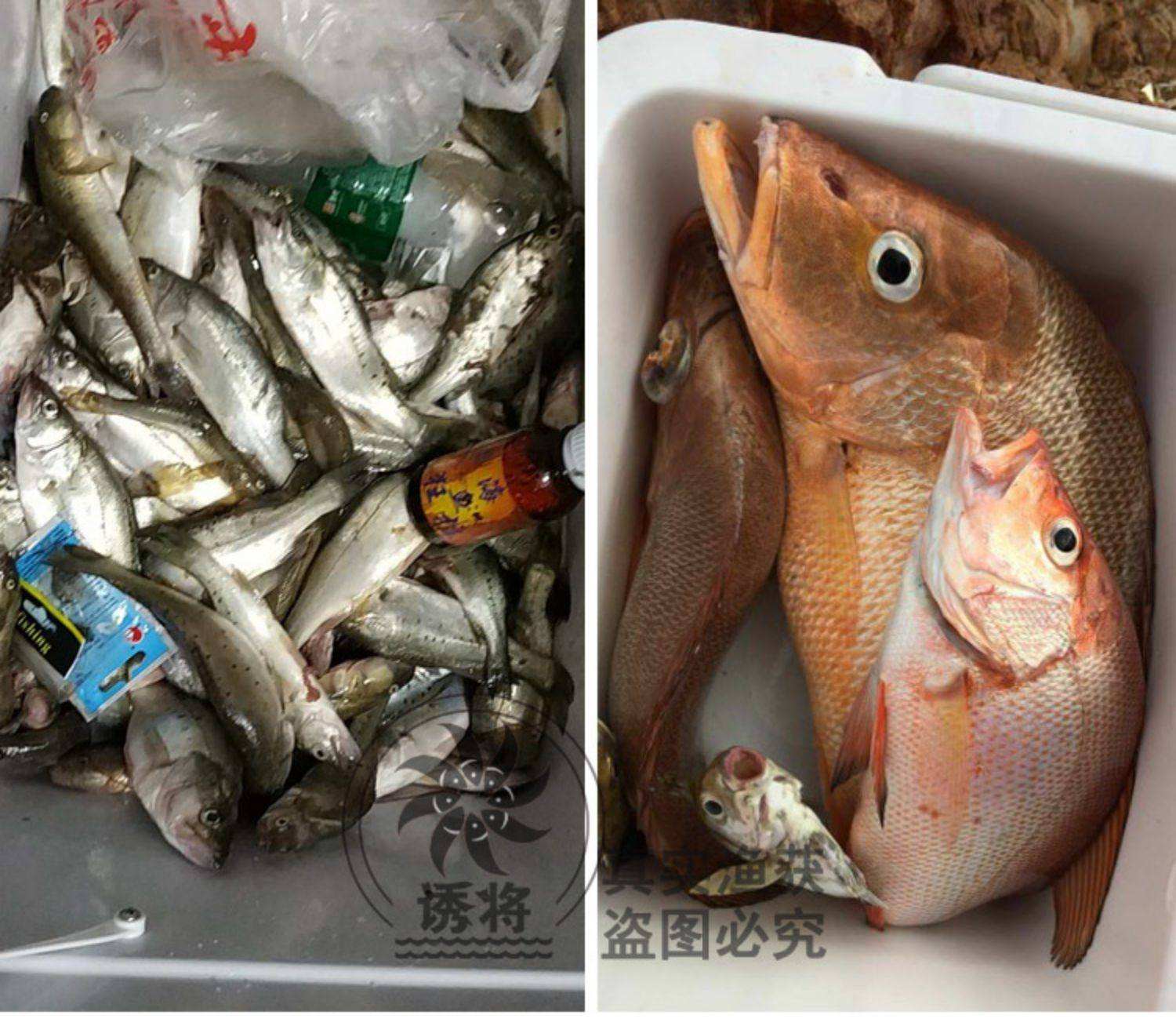 钓海鱼都用什么饵料(钓海鱼都用什么饵料最好)