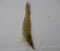 四海钓鱼海钓片尾曲(四海钓鱼forever young)