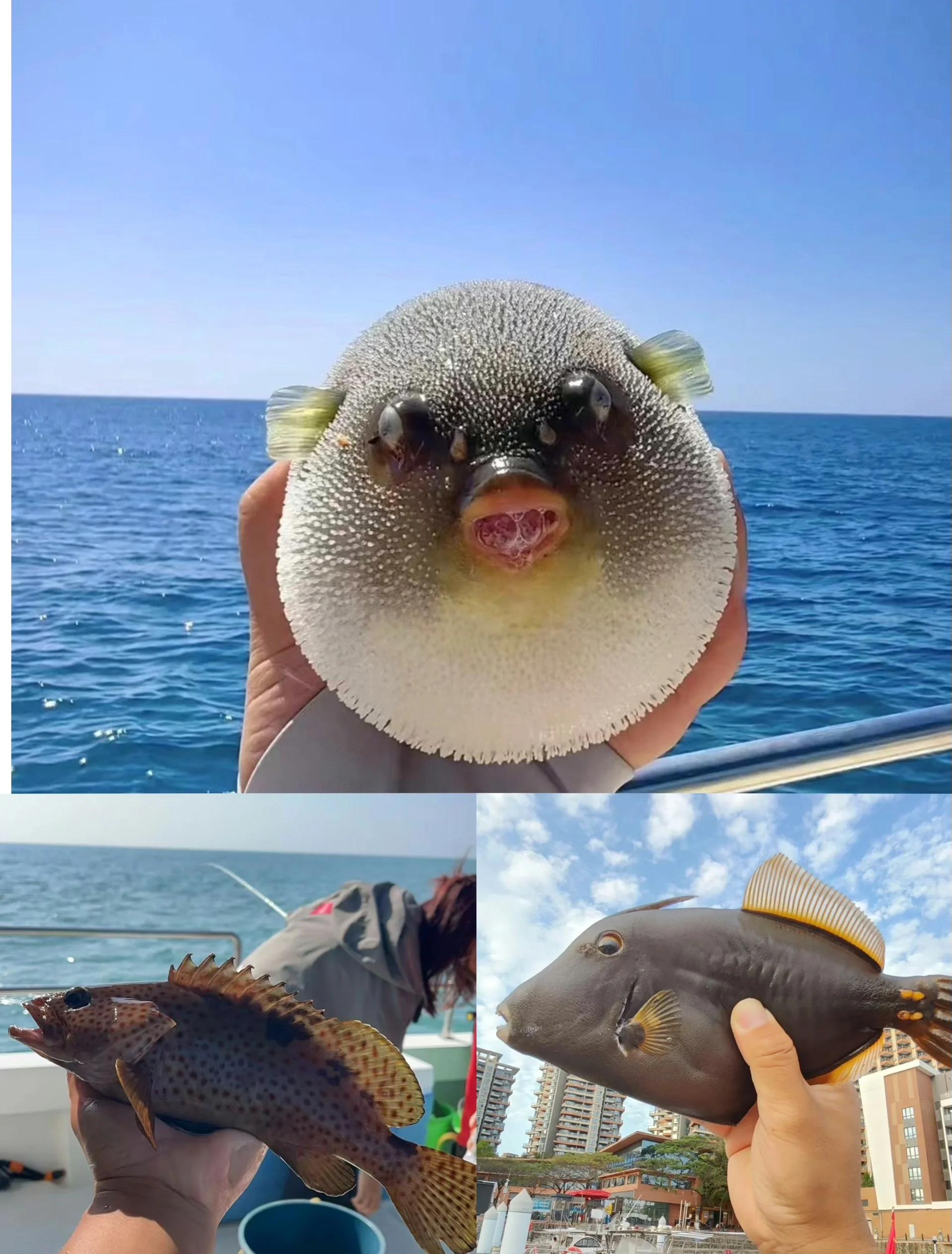 大东海哪儿海钓(大东海附近哪里适合钓鱼) 大东海哪儿海钓(大东海附近哪里适合钓鱼)