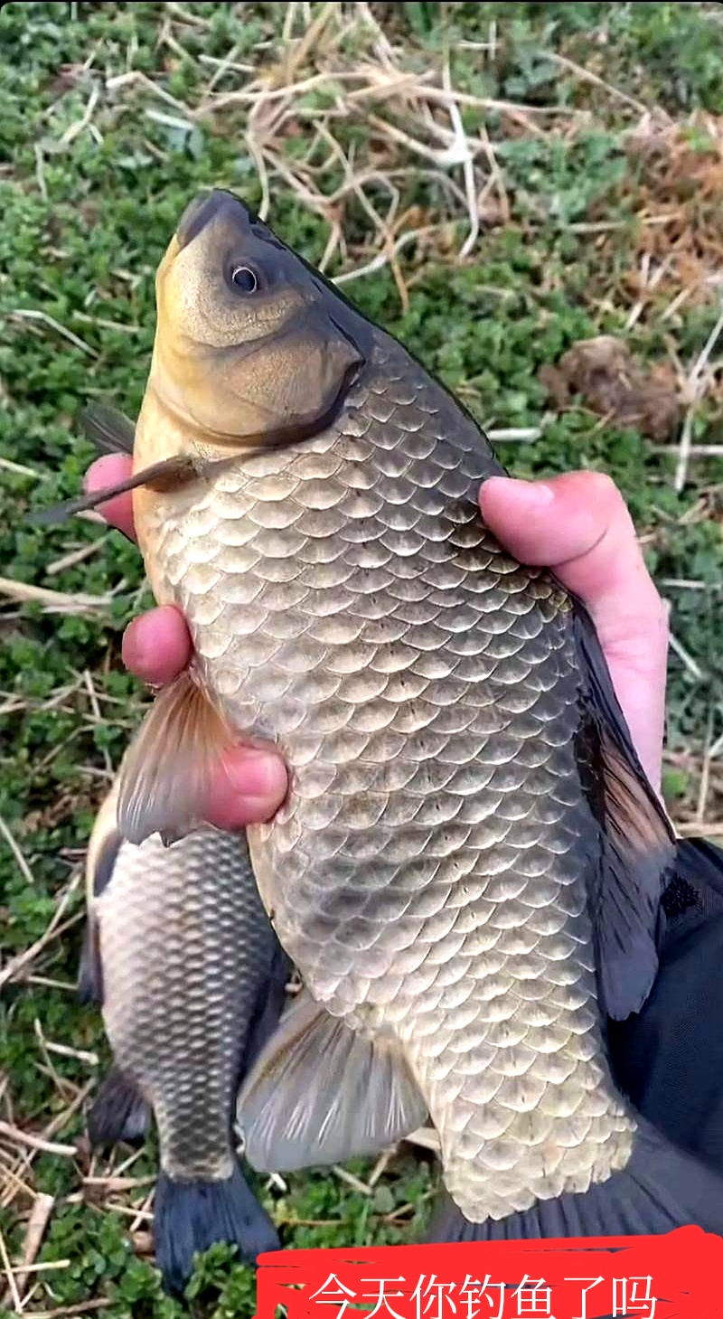 北方秋天钓鲫鱼技巧(北方秋天钓鲫鱼技巧和方法)