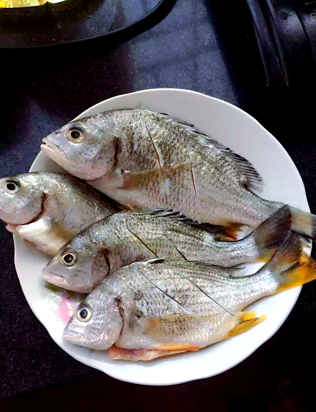 夏季钓黄鳍鲷技巧(黄鳍鲷钓底还是钓浮) 夏季钓黄鳍鲷技巧(黄鳍鲷钓底还是钓浮)
