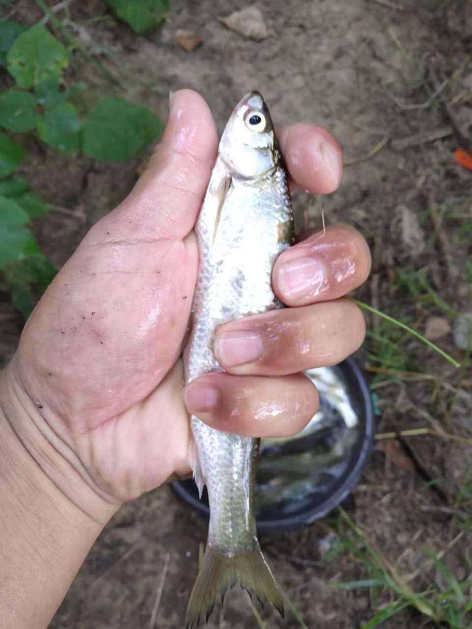 浮钓餐条饵料(钓餐条钓底还是钓浮) 浮钓餐条饵料(钓餐条钓底还是钓浮)