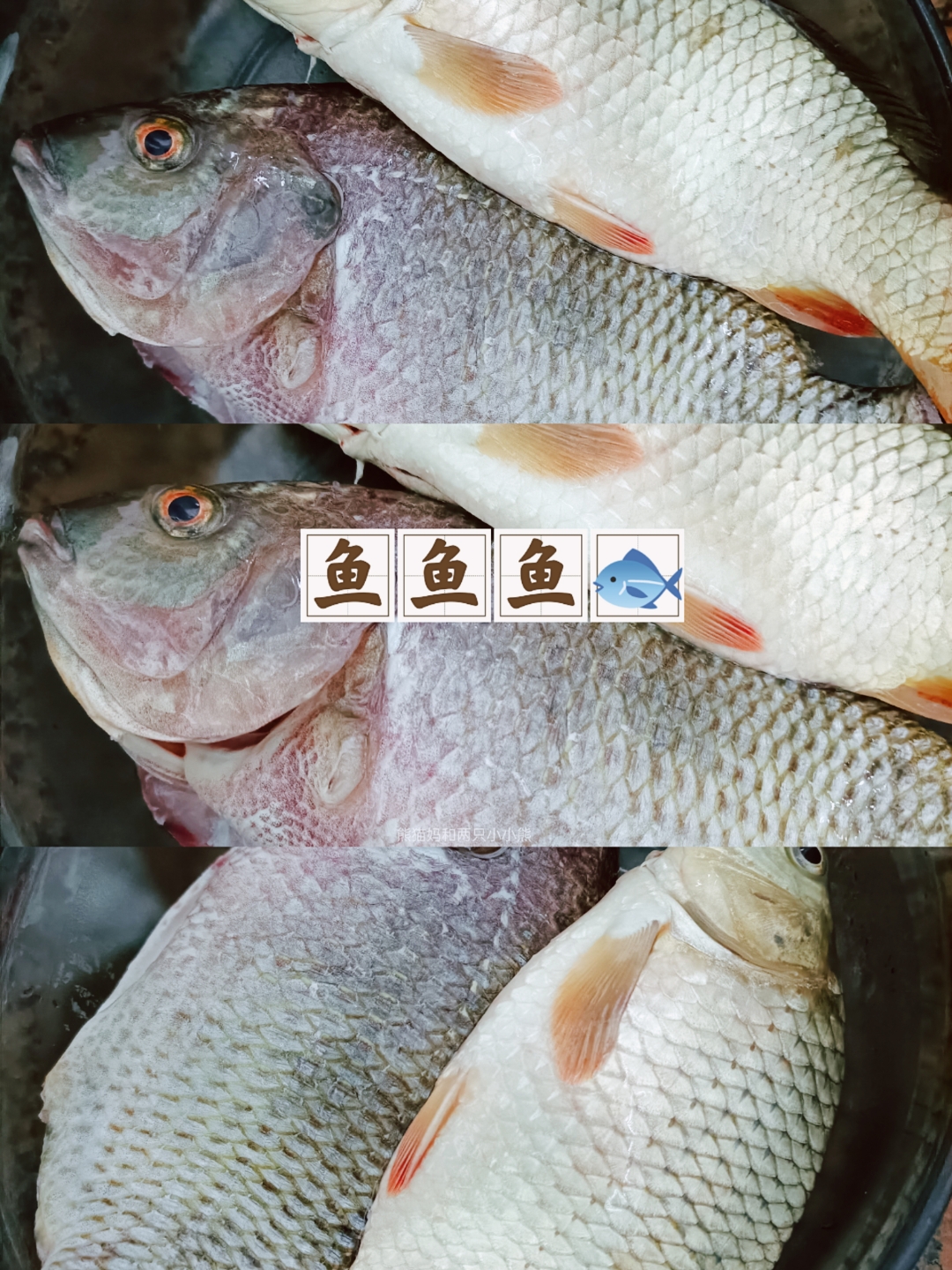 钓鲫鱼和罗非技巧(钓鲫鱼与罗非饵料区别) 钓鲫鱼和罗非技巧(钓鲫鱼与罗非饵料区别)