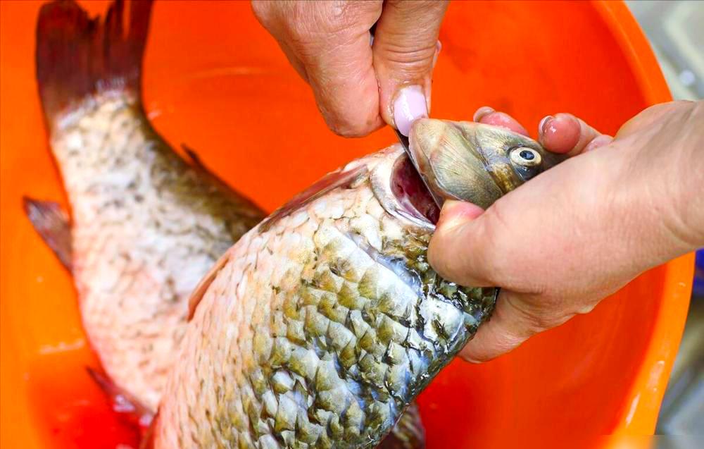 撒鱼技巧(撒鱼撒网动作要领) 撒鱼技巧(撒鱼撒网动作要领)