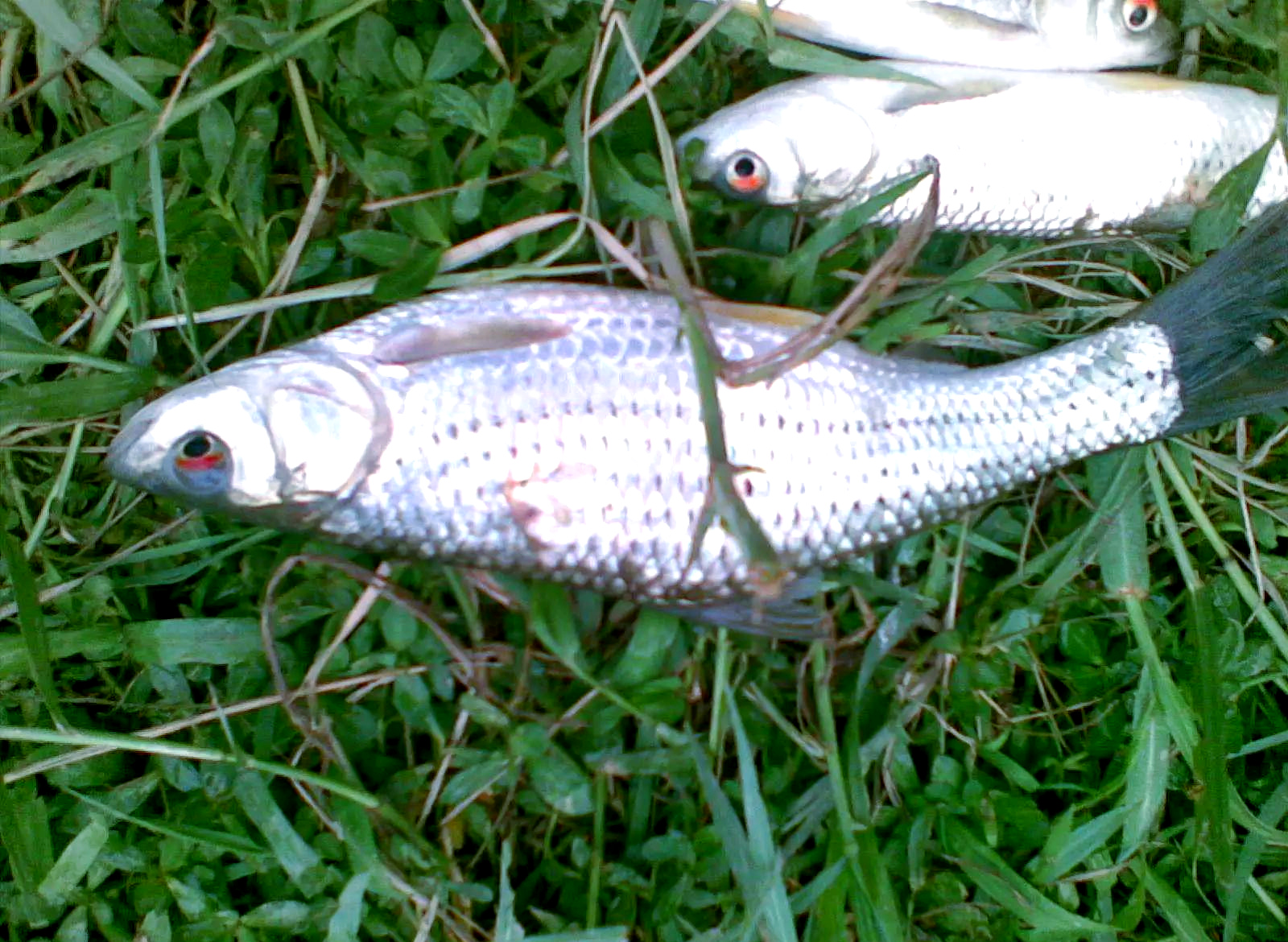 钓鱼视频钓红眼技巧(钓鱼视频钓红眼技巧大全)