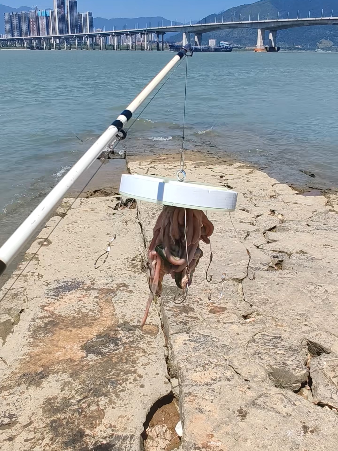 钓鱼视频钓红眼技巧(钓鱼视频钓红眼技巧大全)