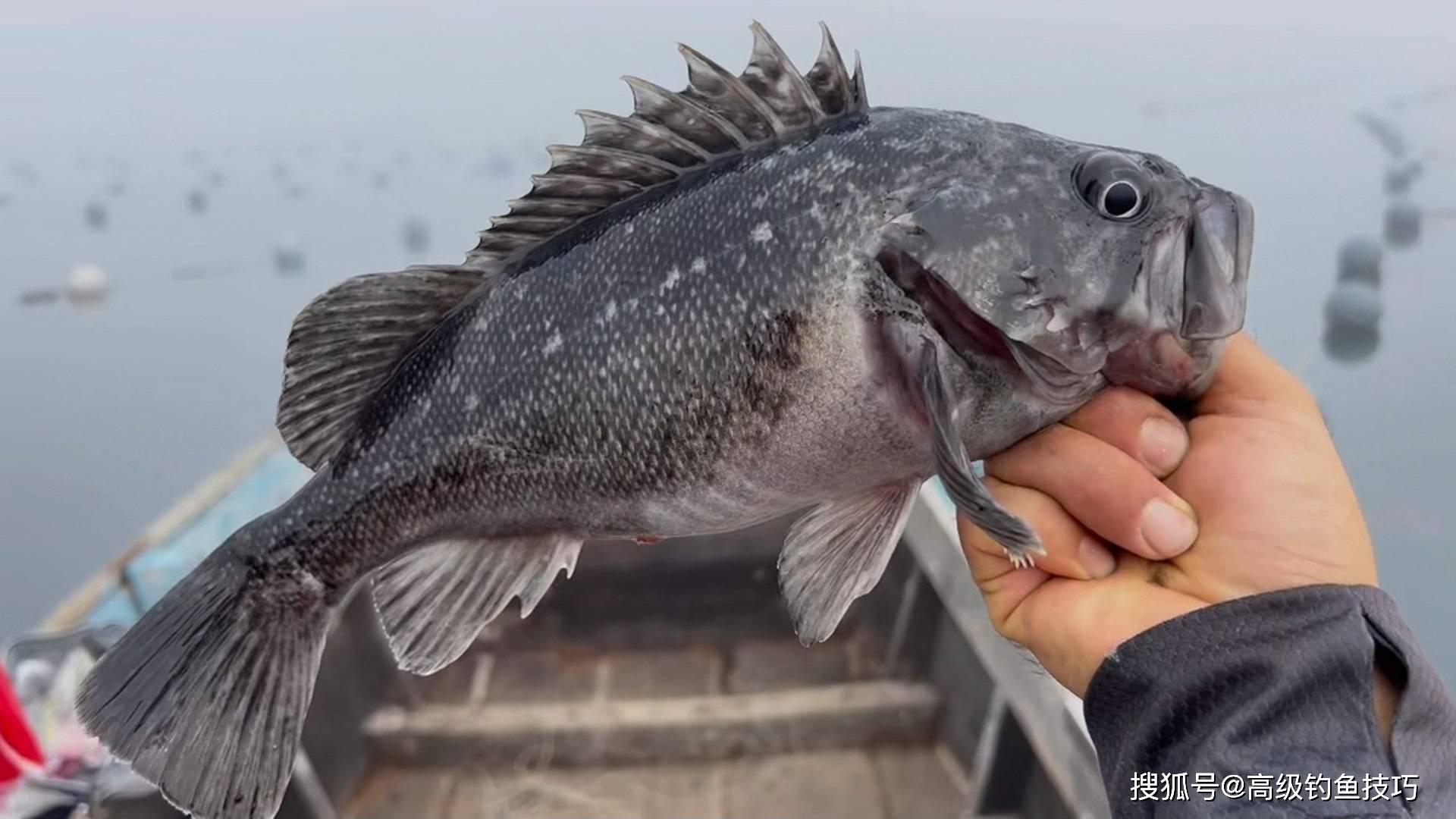 大连海钓黑鲪鱼(大连岸钓黑鱼几月份)