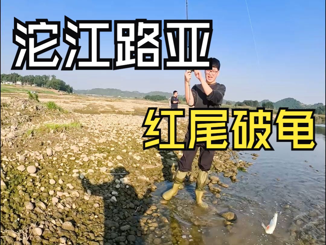 沱江禁路亚(沱江路亚用什么饵)