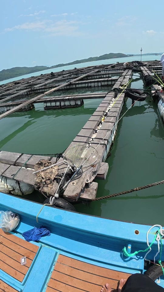 海钓鱼排技巧(海钓排钓的制作方法视频教程)