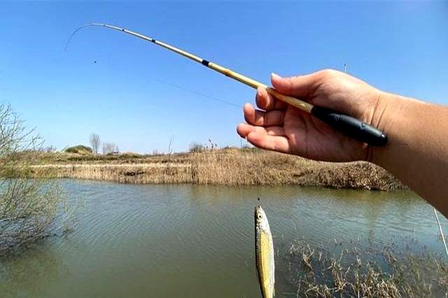 不用饵料怎样钓白条(钓鱼不用饵料有几种钓法)