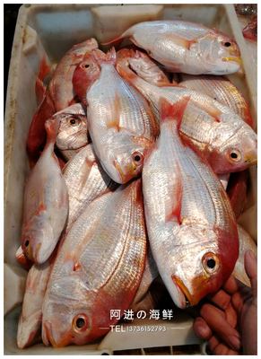 钓铜盆鱼的技巧(钓铜盆鱼的技巧和方法)