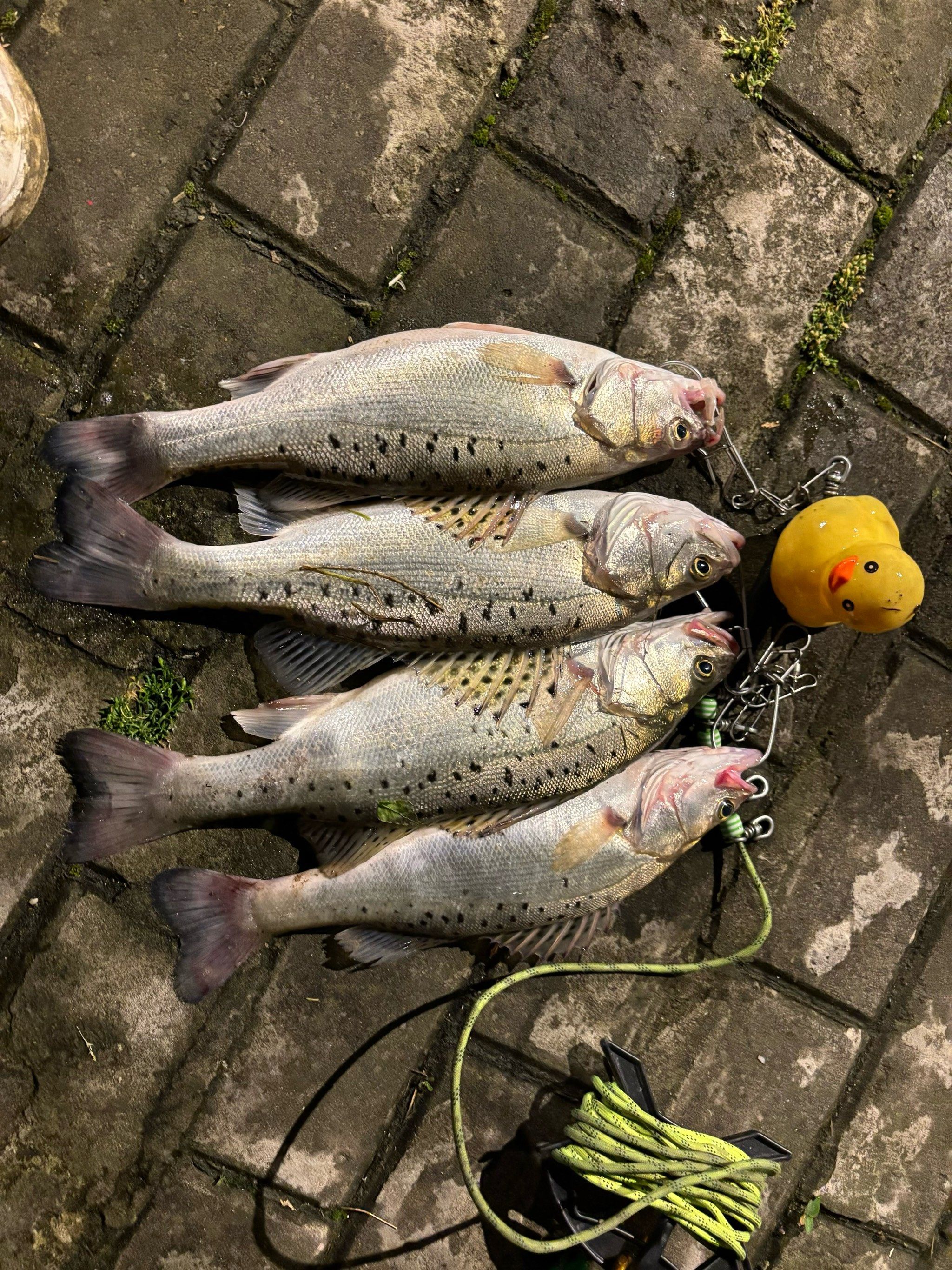 澜沧江路亚(怒江路亚鱼种) 澜沧江路亚(怒江路亚鱼种)