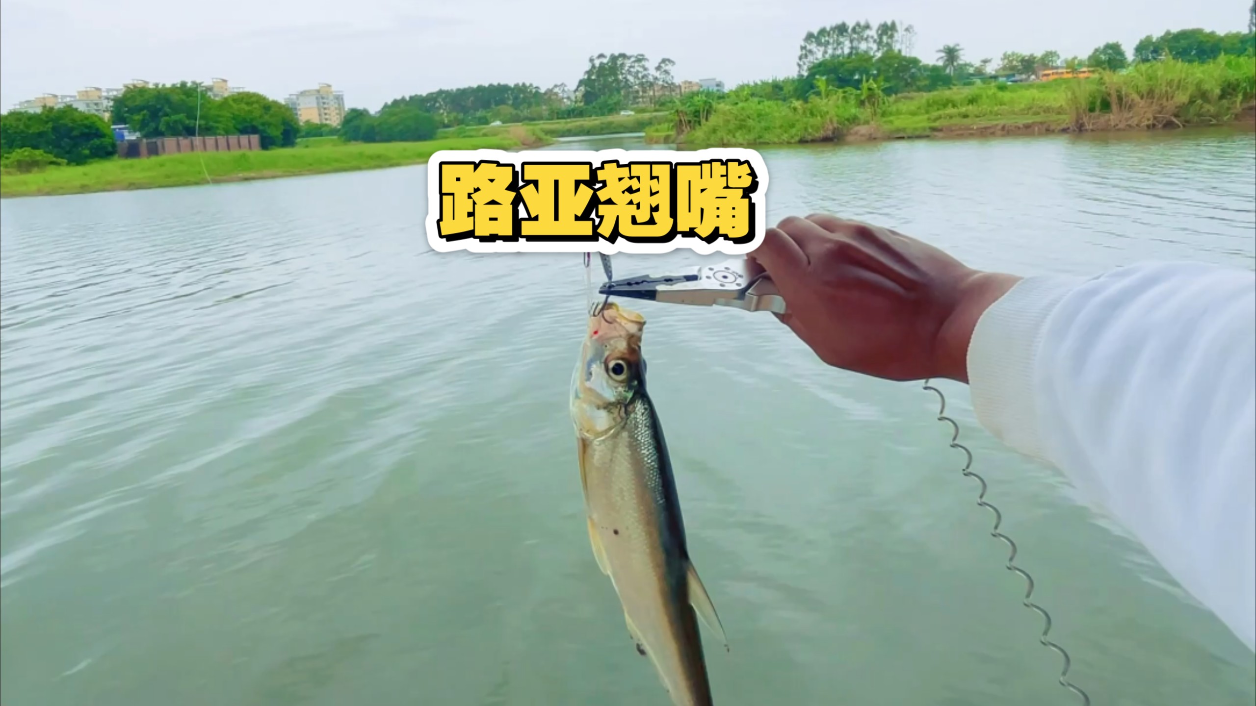 路亚打草鱼(路亚草鱼线组)