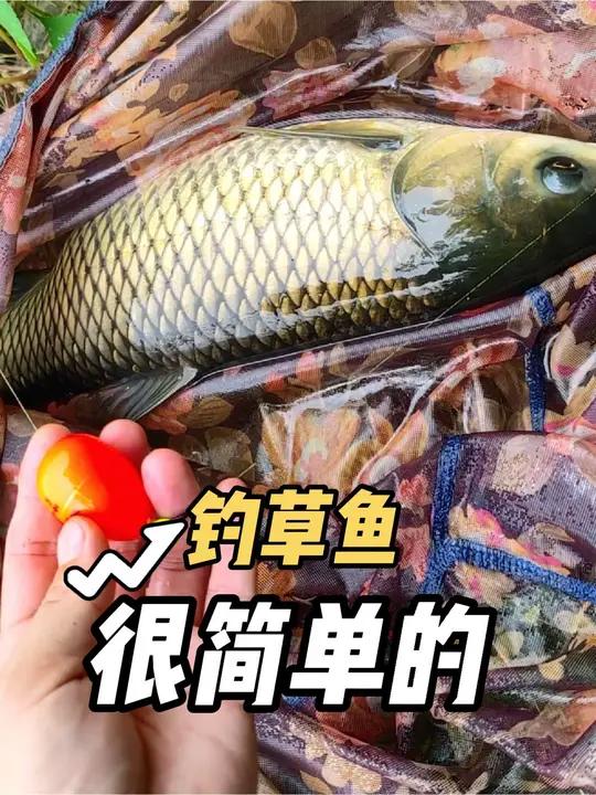 路亚打草鱼(路亚草鱼线组)