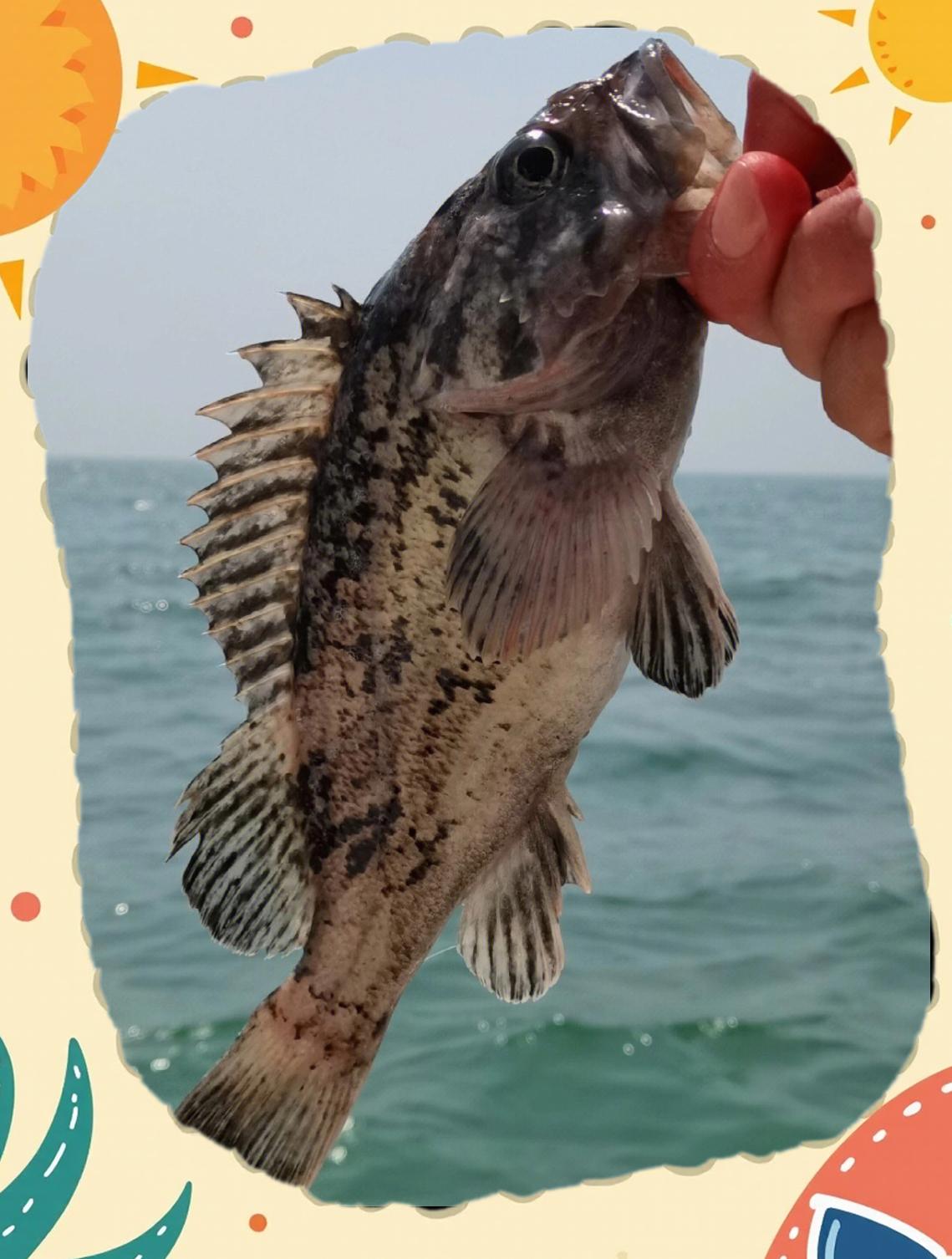 海鲶鱼钓鱼技巧(海鲶鱼钓底还是钓浮) 海鲶鱼钓鱼技巧(海鲶鱼钓底还是钓浮)