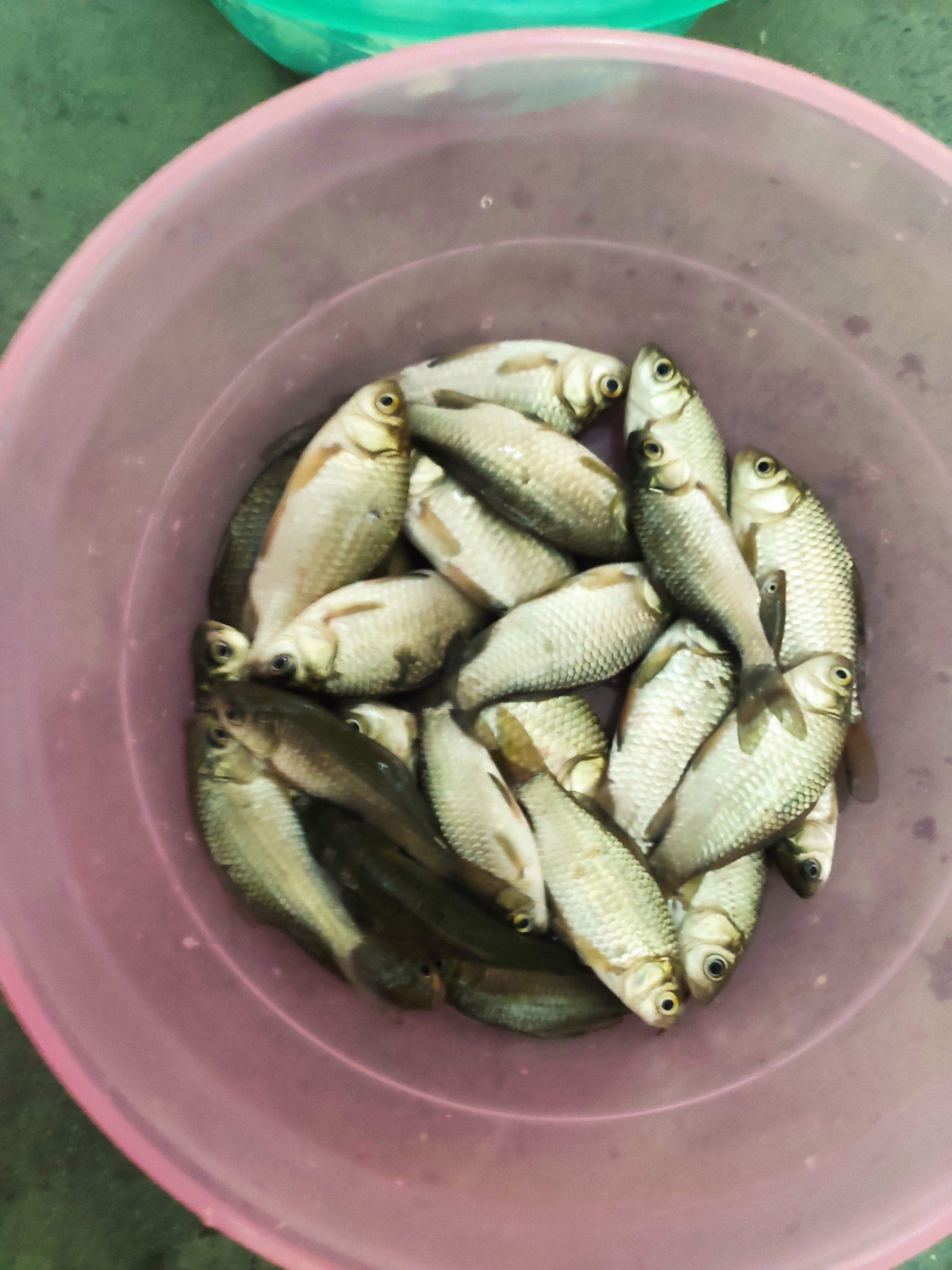 伏天野钓饵料(伏天野钓鲤鱼用什么饵料)