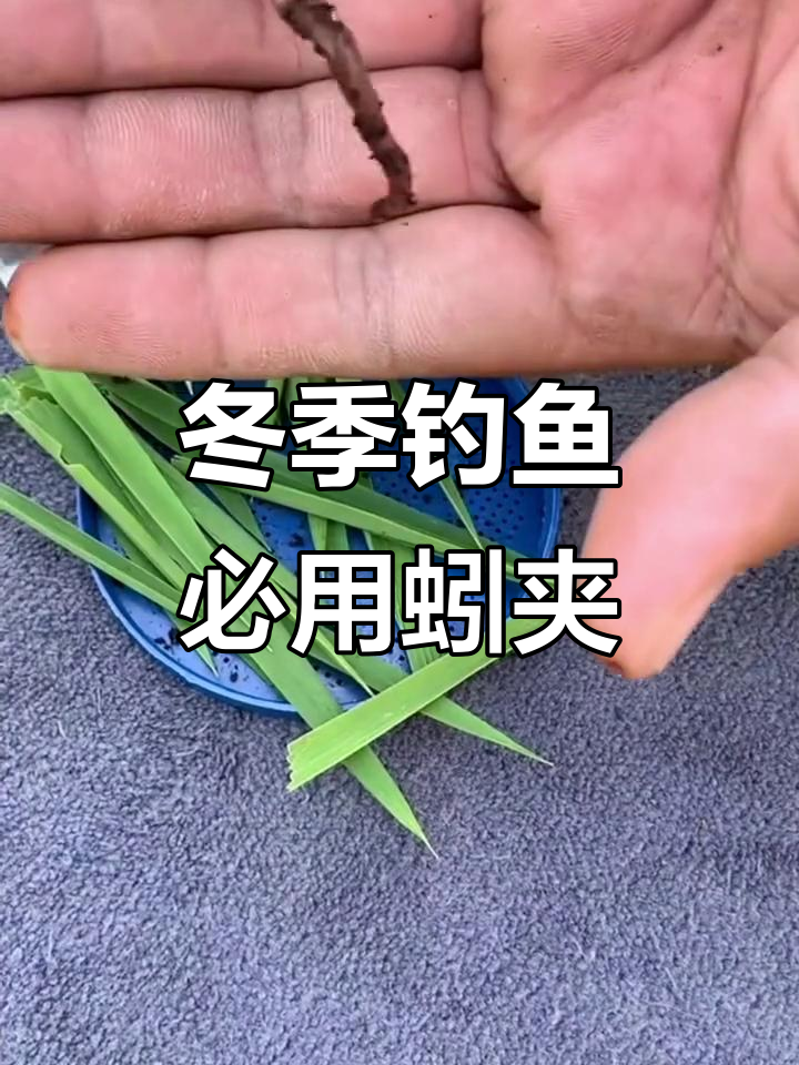 引钓的技巧(引鱼上钩的诱饵)