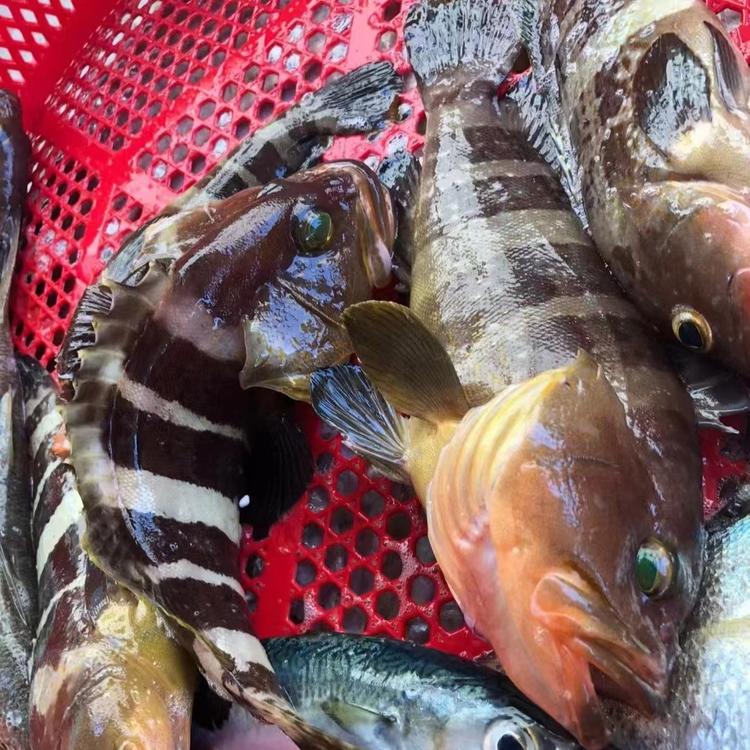 海钓石斑鱼线组(海钓石斑鱼线组图) 海钓石斑鱼线组(海钓石斑鱼线组图)