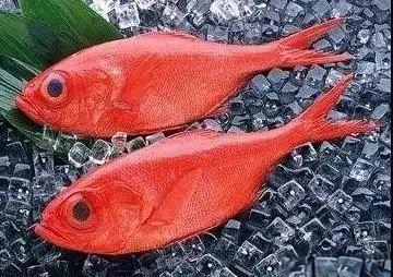 钓美国红鱼的技巧(美国红鱼钓底还是钓浮)