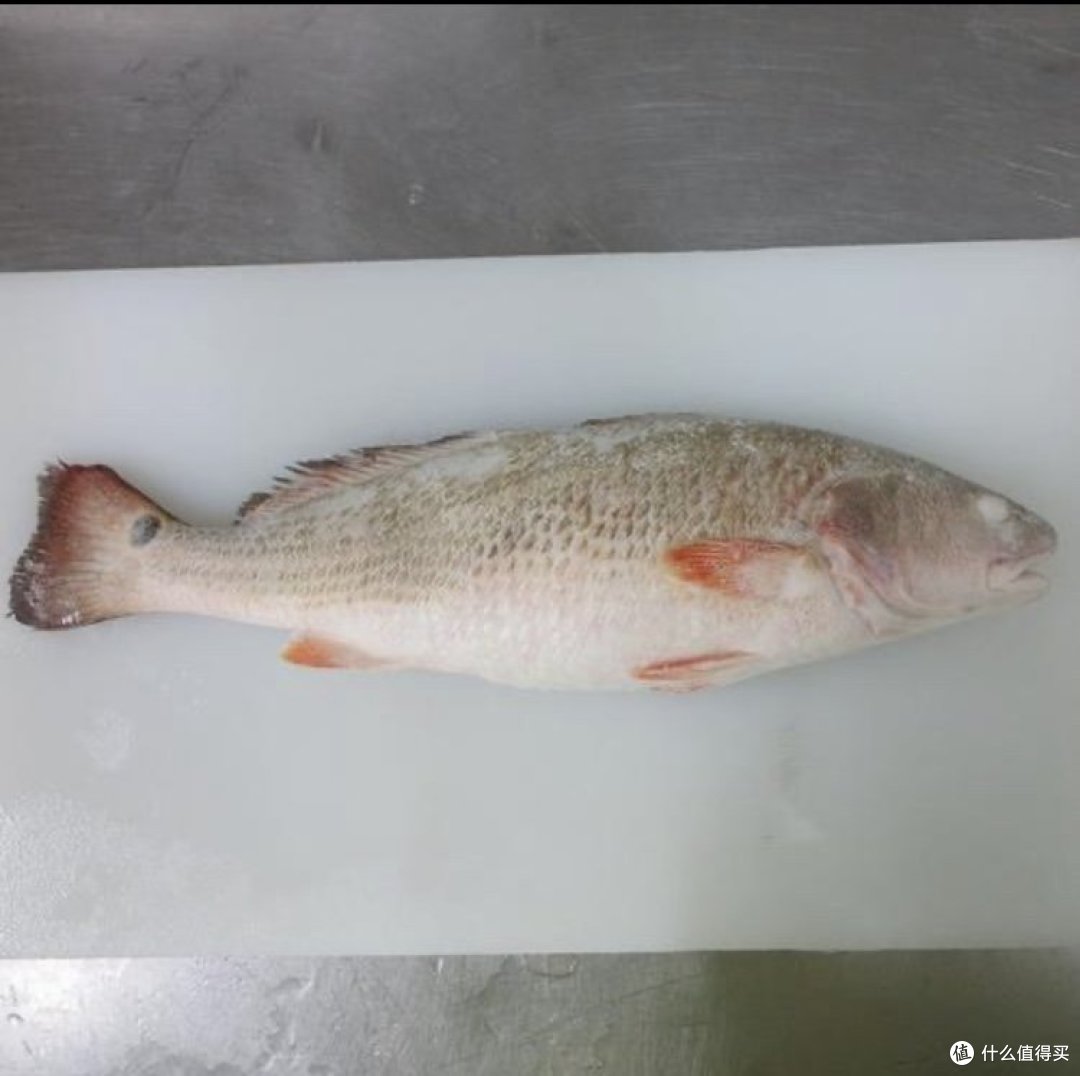 钓美国红鱼的技巧(美国红鱼钓底还是钓浮)