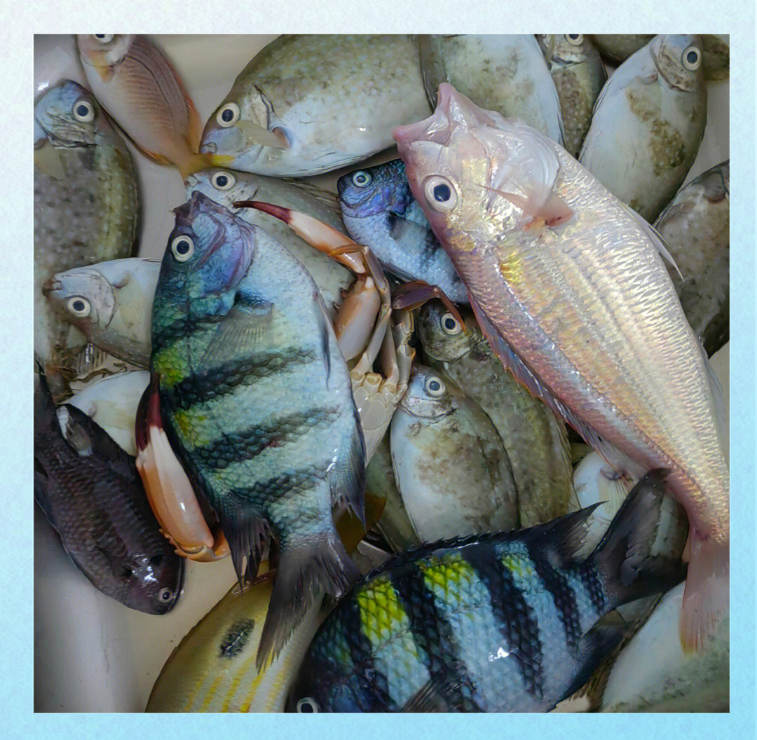 海钓会钓石头吗(海钓真的能钓到鱼吗?)