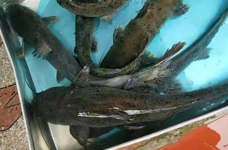 芝麻剑鱼路亚(芝麻剑鱼为什么养不了) 芝麻剑鱼路亚(芝麻剑鱼为什么养不了)