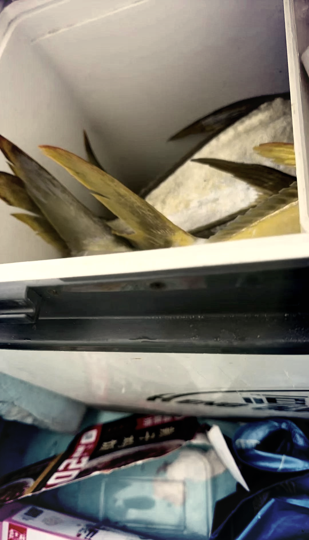 海钓金昌鱼(海钓金昌鱼用什么鱼竿好)